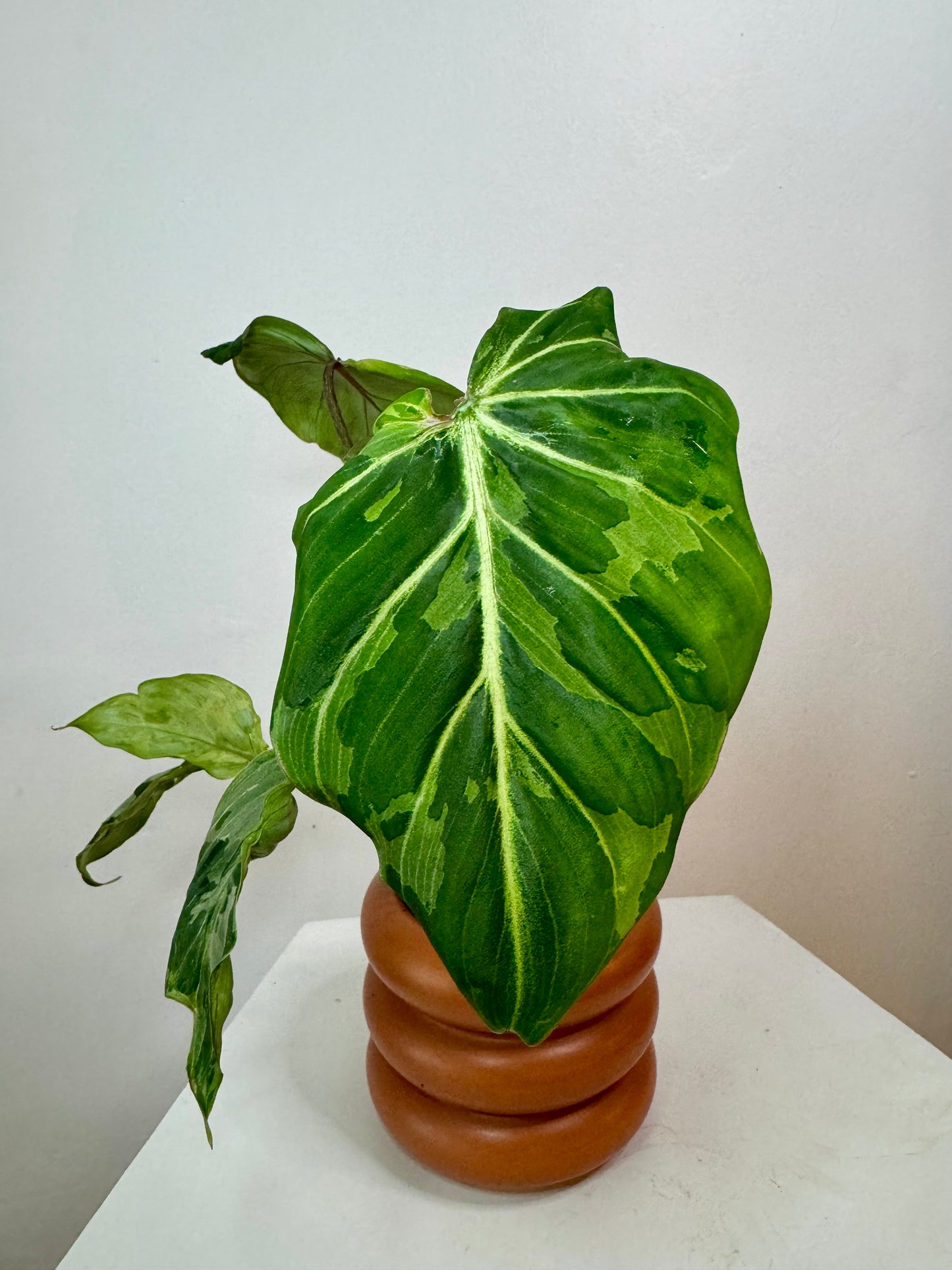 3" Philodendron Gloriosum 'Snow Leopard' Variegated