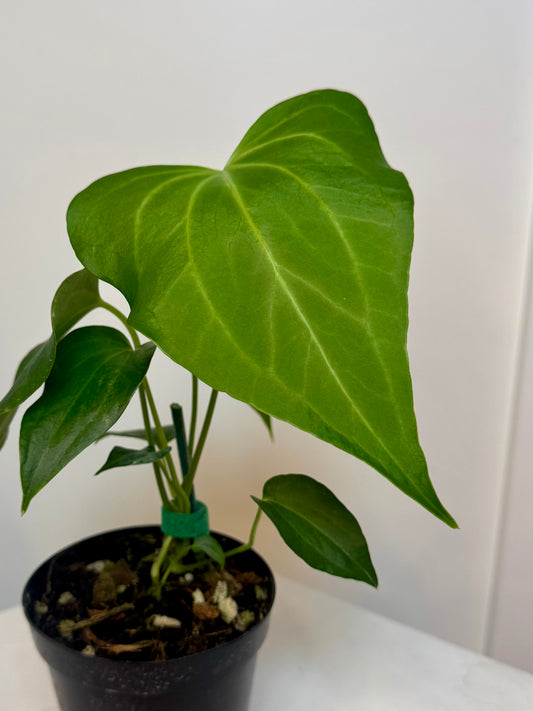 3" Anthurium Delta Force