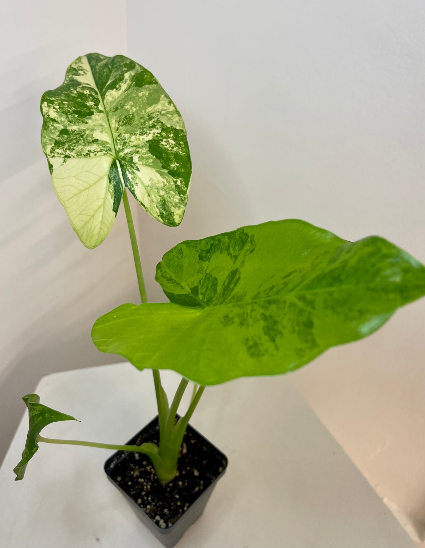 4” Alocasia Gageana Aurea Variegated