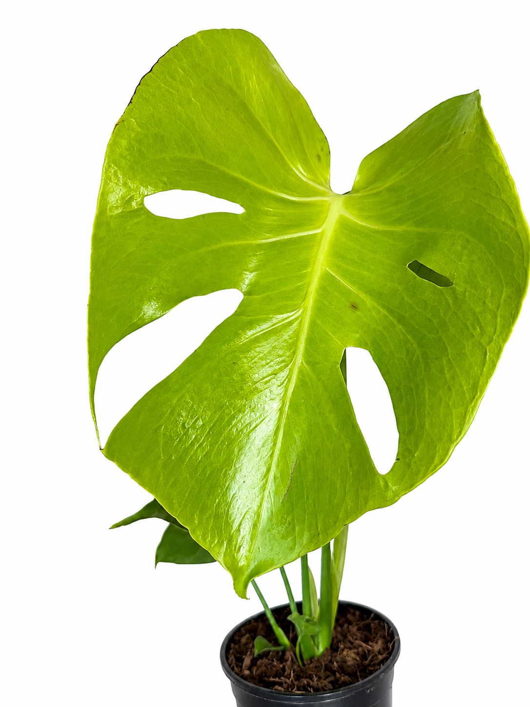 6” Monstera Deliciosa Lemon Lime