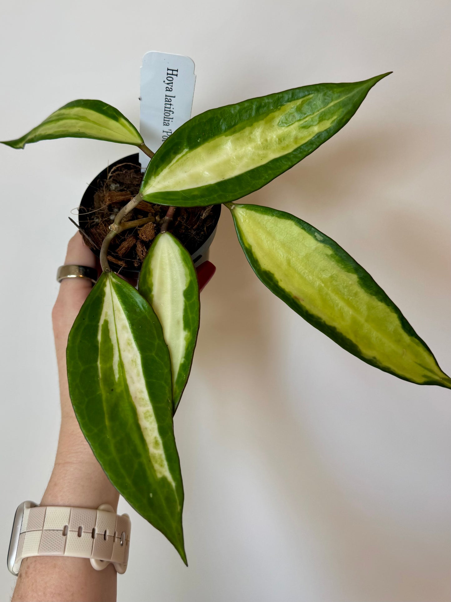 4" Hoya Macrophylla Reverse Variegated ‘Pot of Gold’
