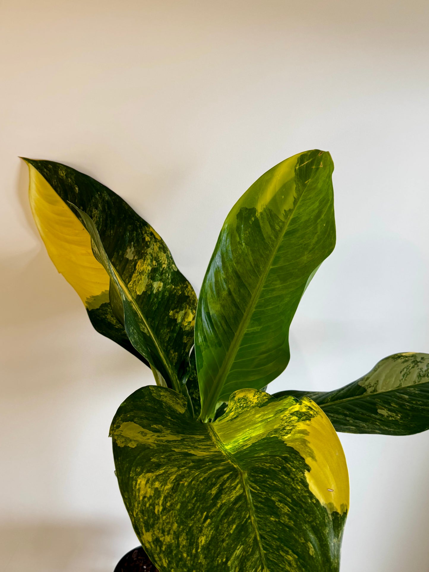 8” Dieffenbachia ‘Big Ben’ Variegated