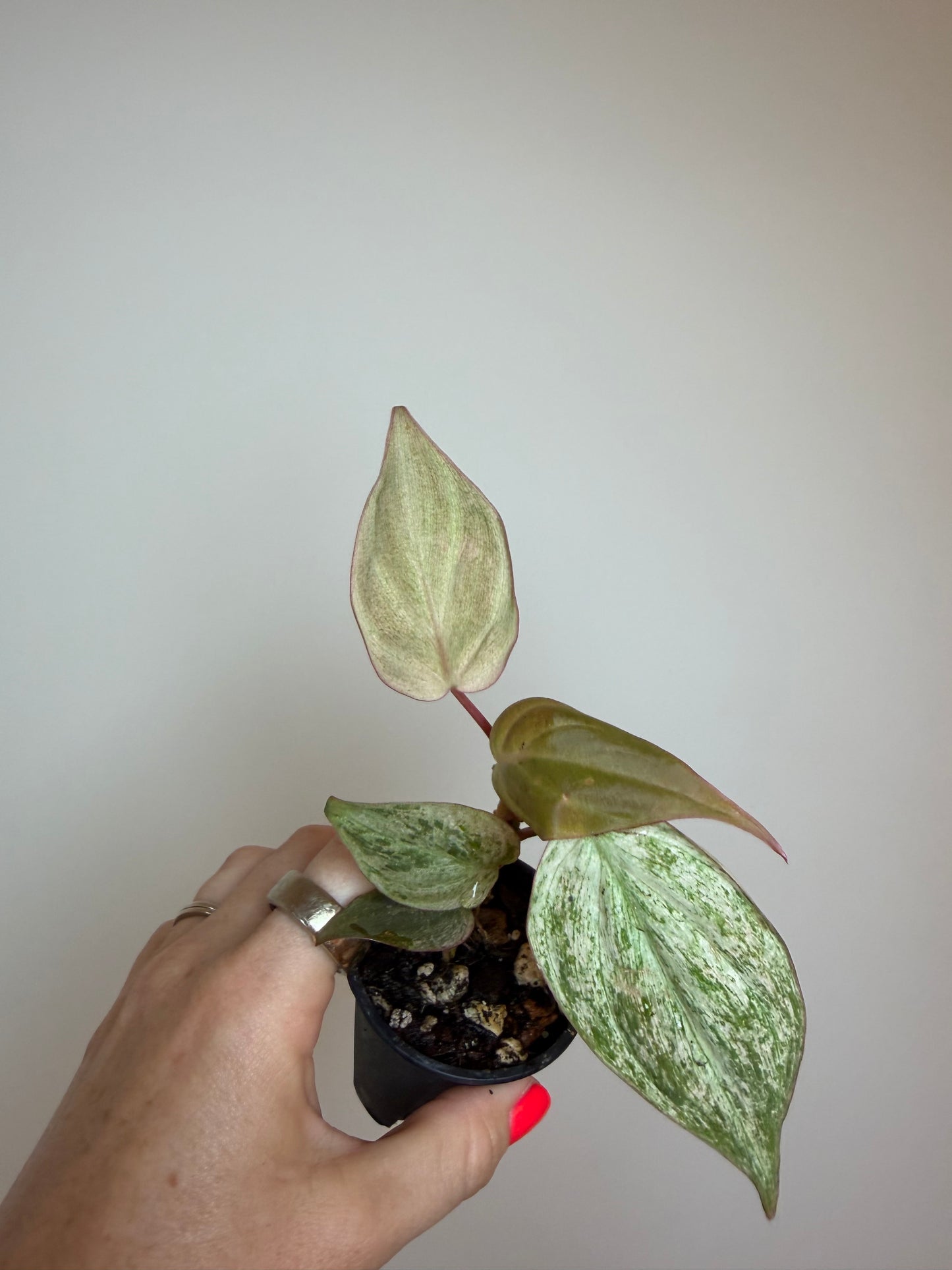 2.5" Philodendron Micans Mint Pink Variegated