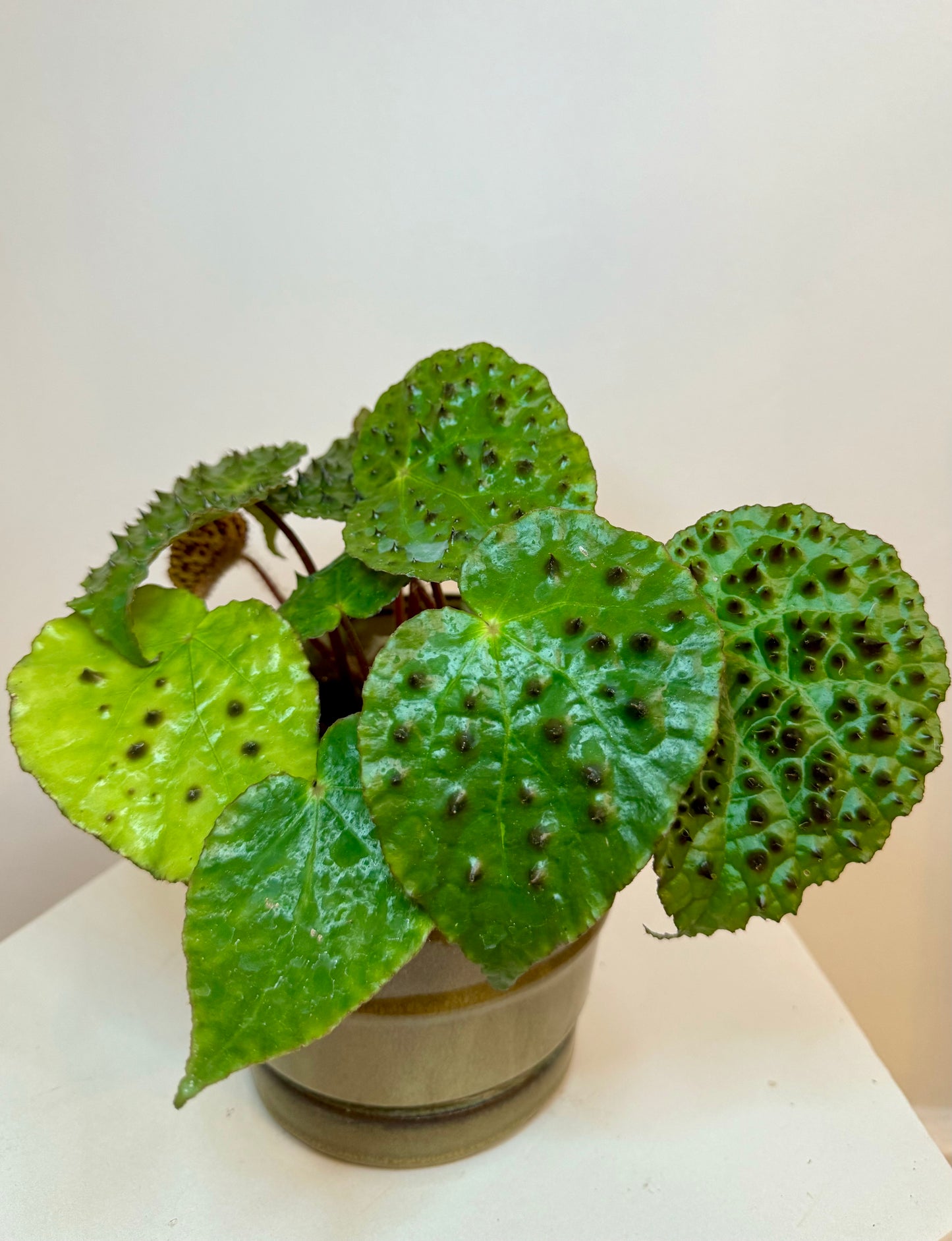 4" Begonia Ferox