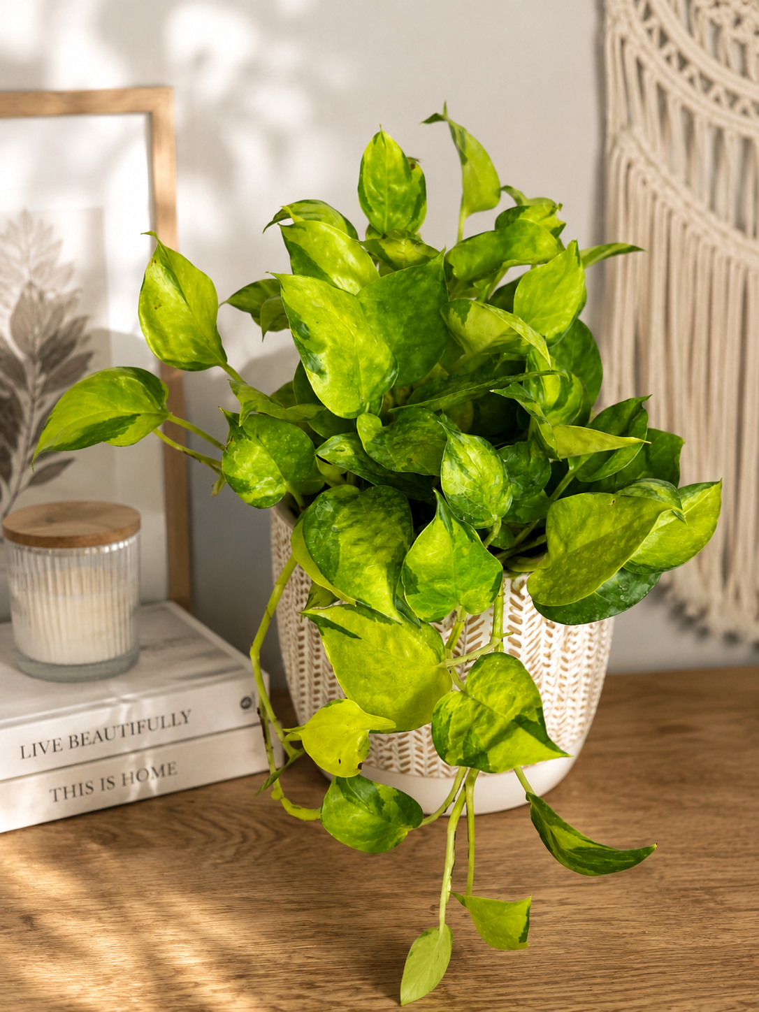 6" Neon Joy Pothos