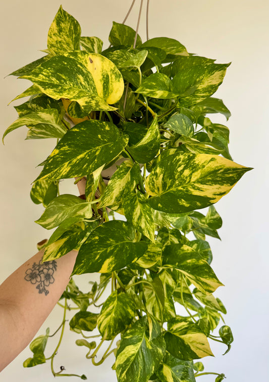 8" Pothos ‘Churchill Gold'