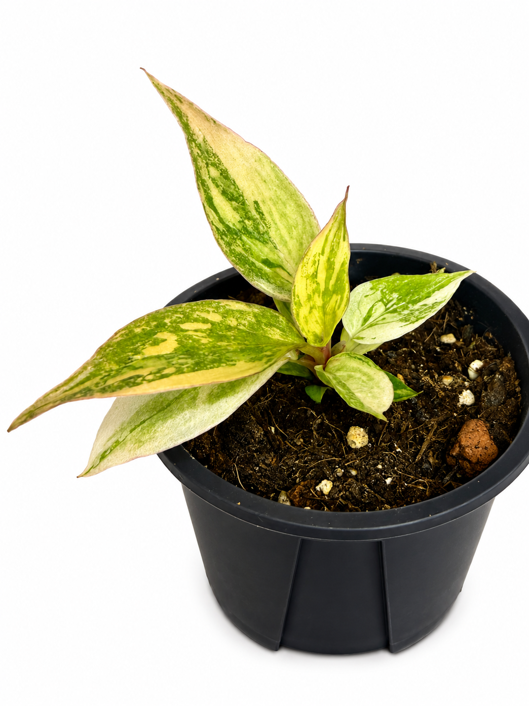 3" Philodendron Caramel Fire Tiger