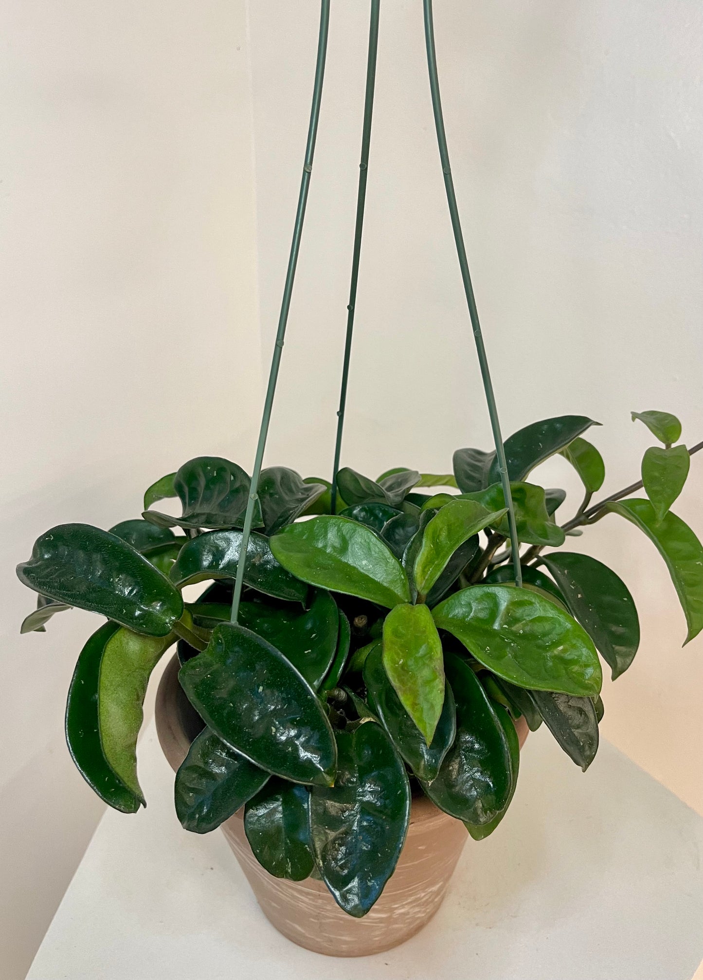 6” Hoya Carnosa ‘Krinkle’ XL