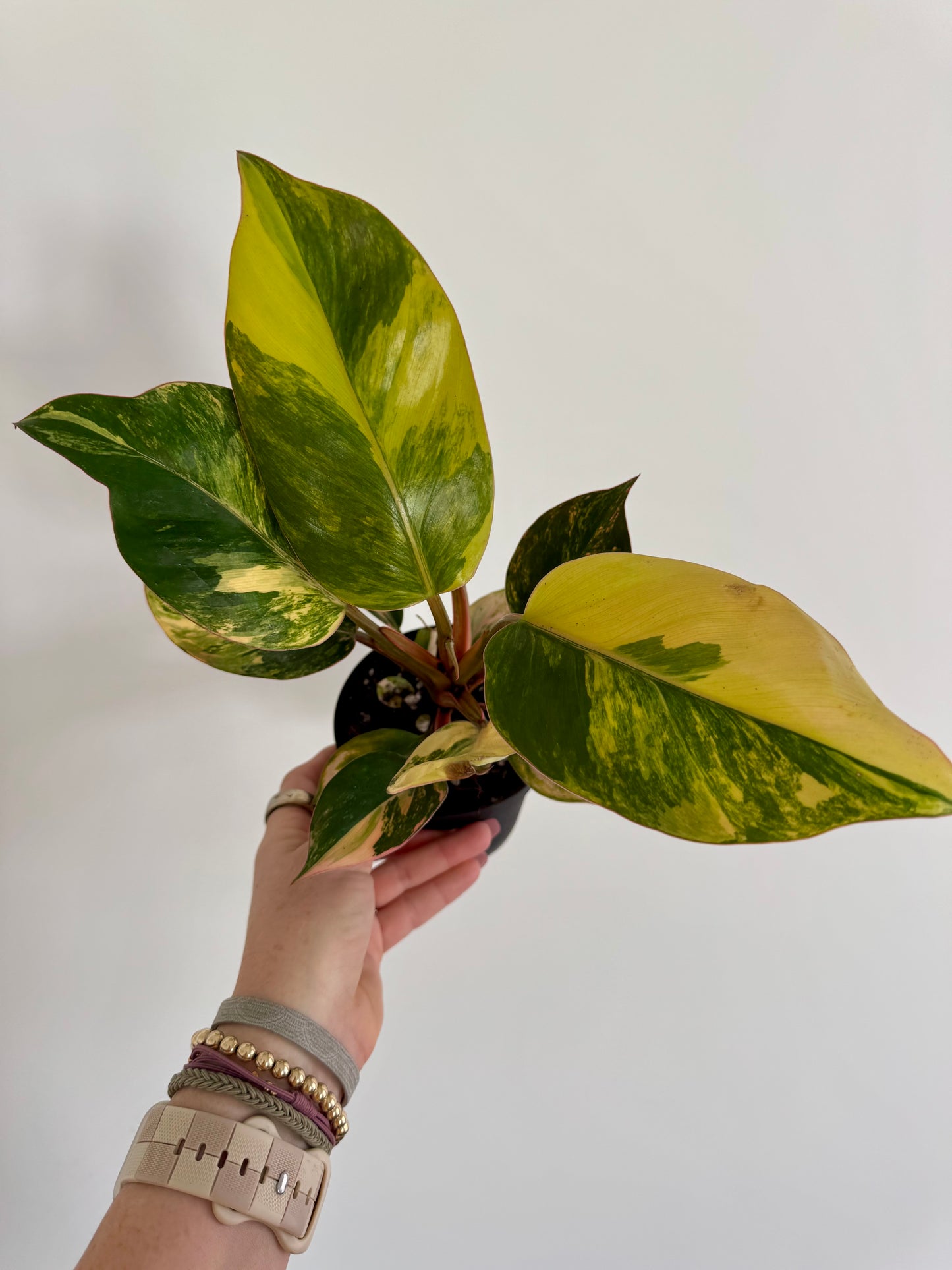 4" Philodendron Red Congo Variegated