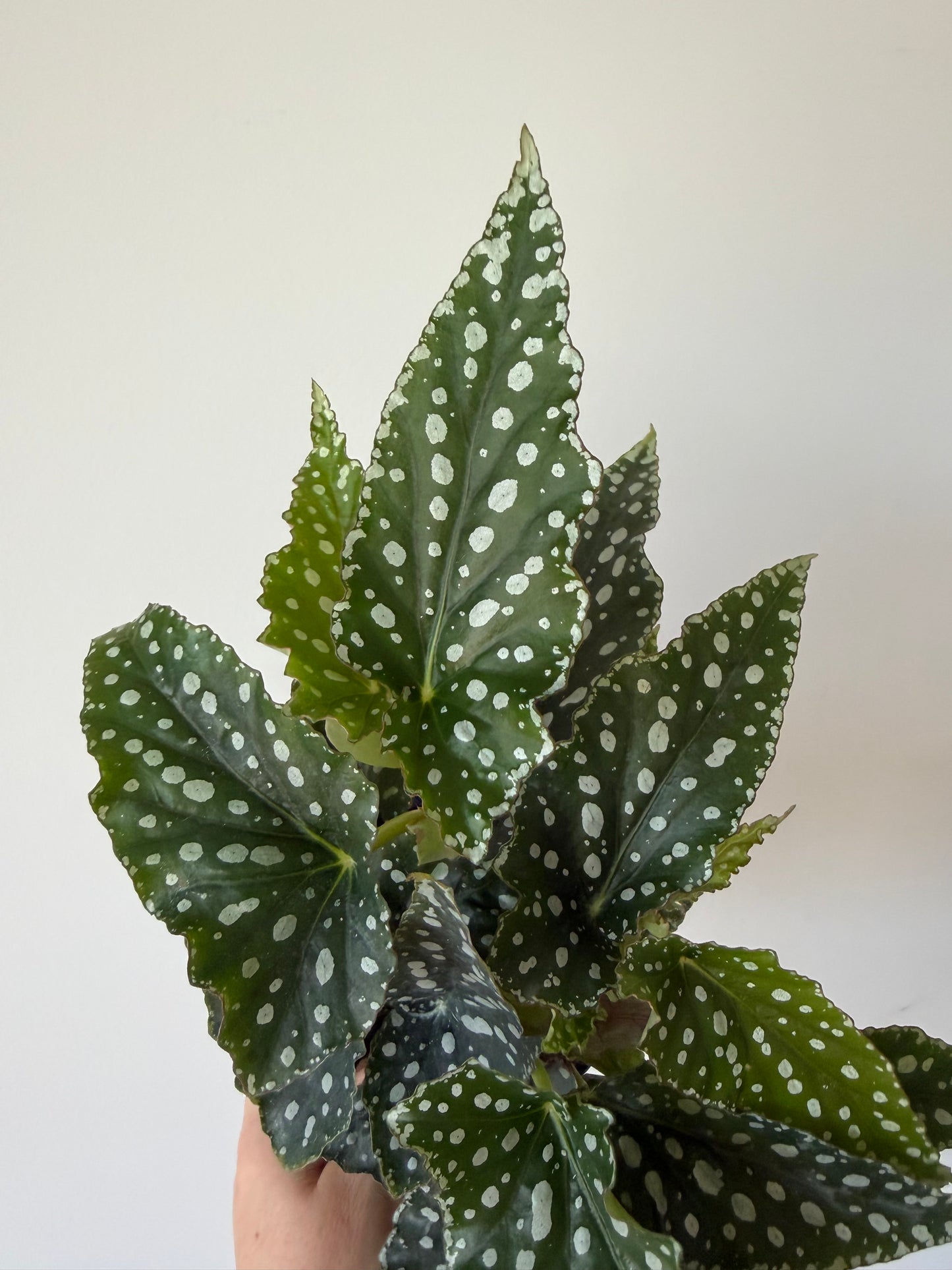 4.5” Begonia Spotlight Green