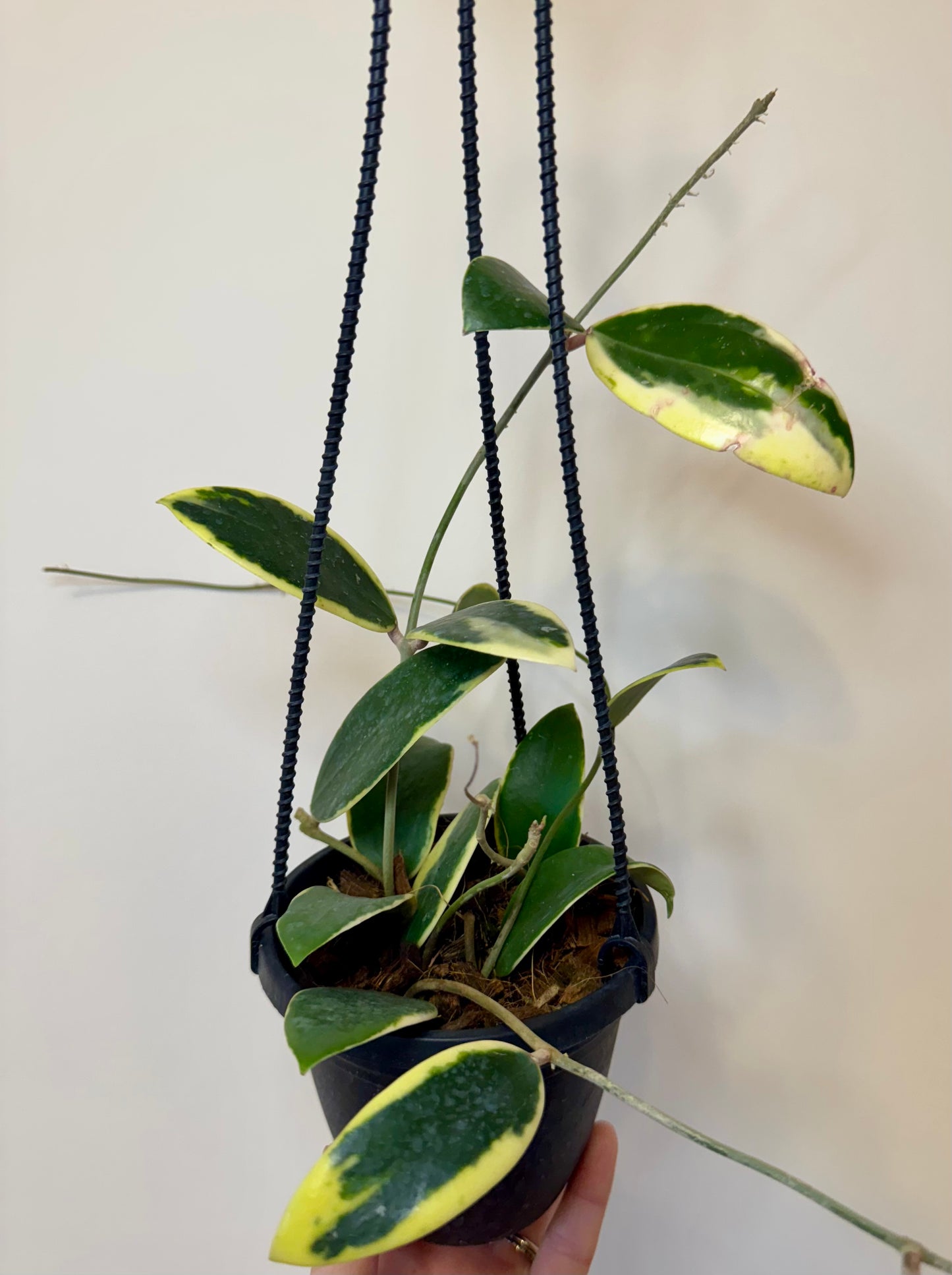 4” Hoya Acuta Outer Variegated