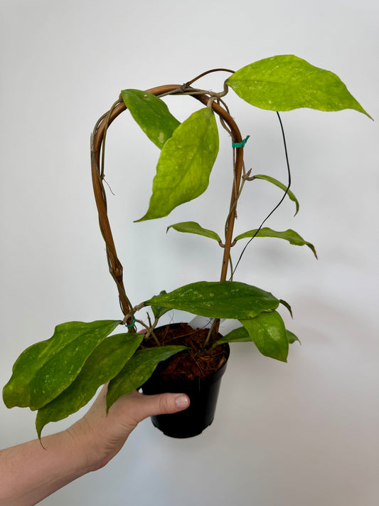 4" Hoya Finlaysonii ‘Chicken Farm’ on trellis