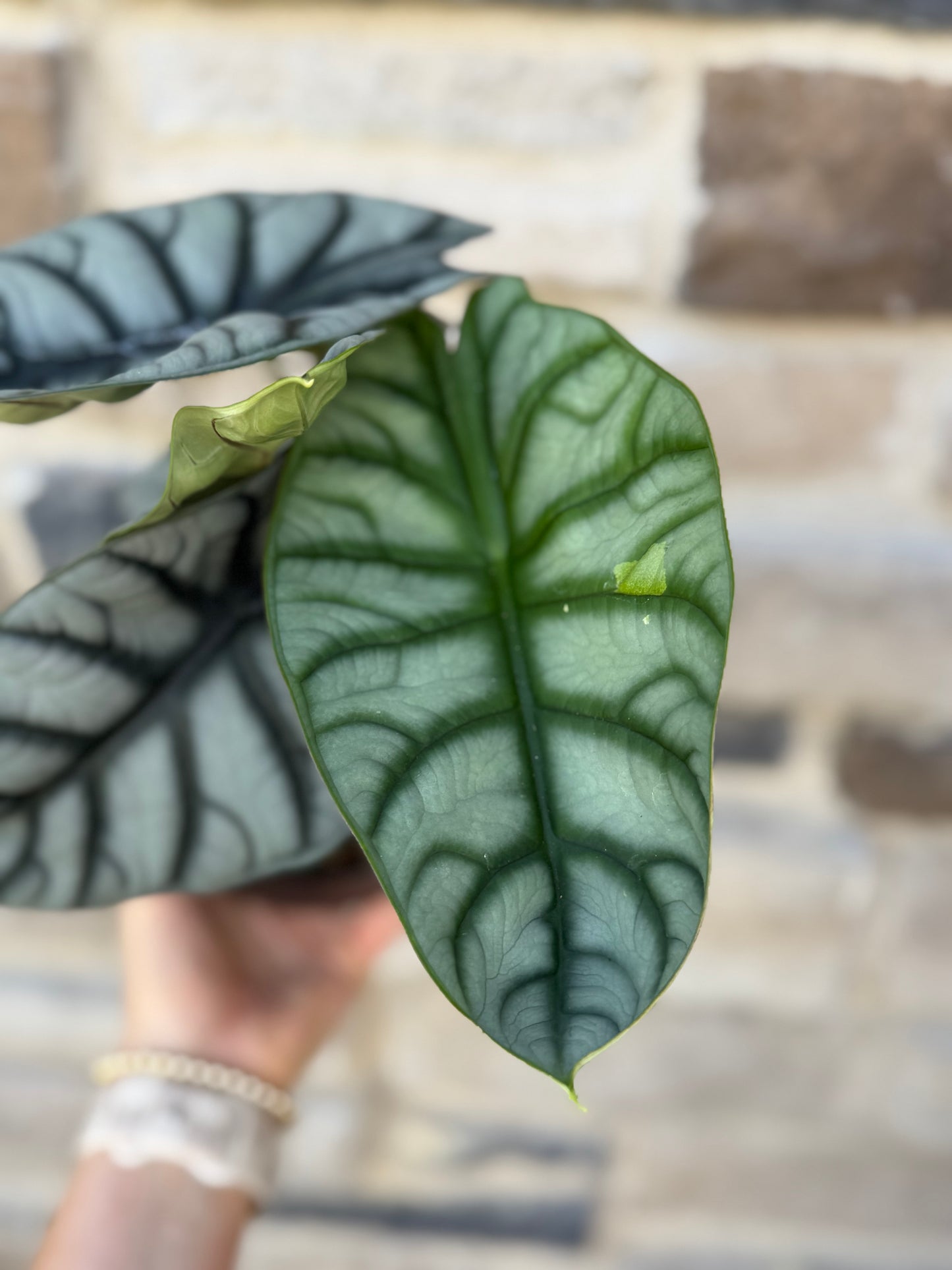 6” Alocasia Silver Dragon