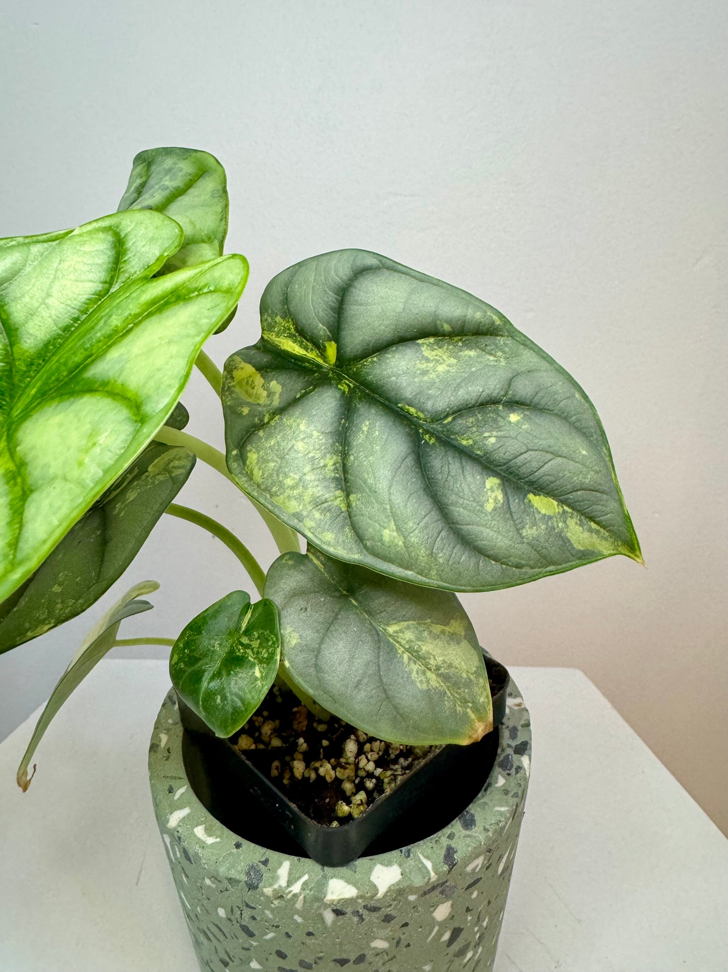 2.5" Alocasia Silver Dragon Variegated