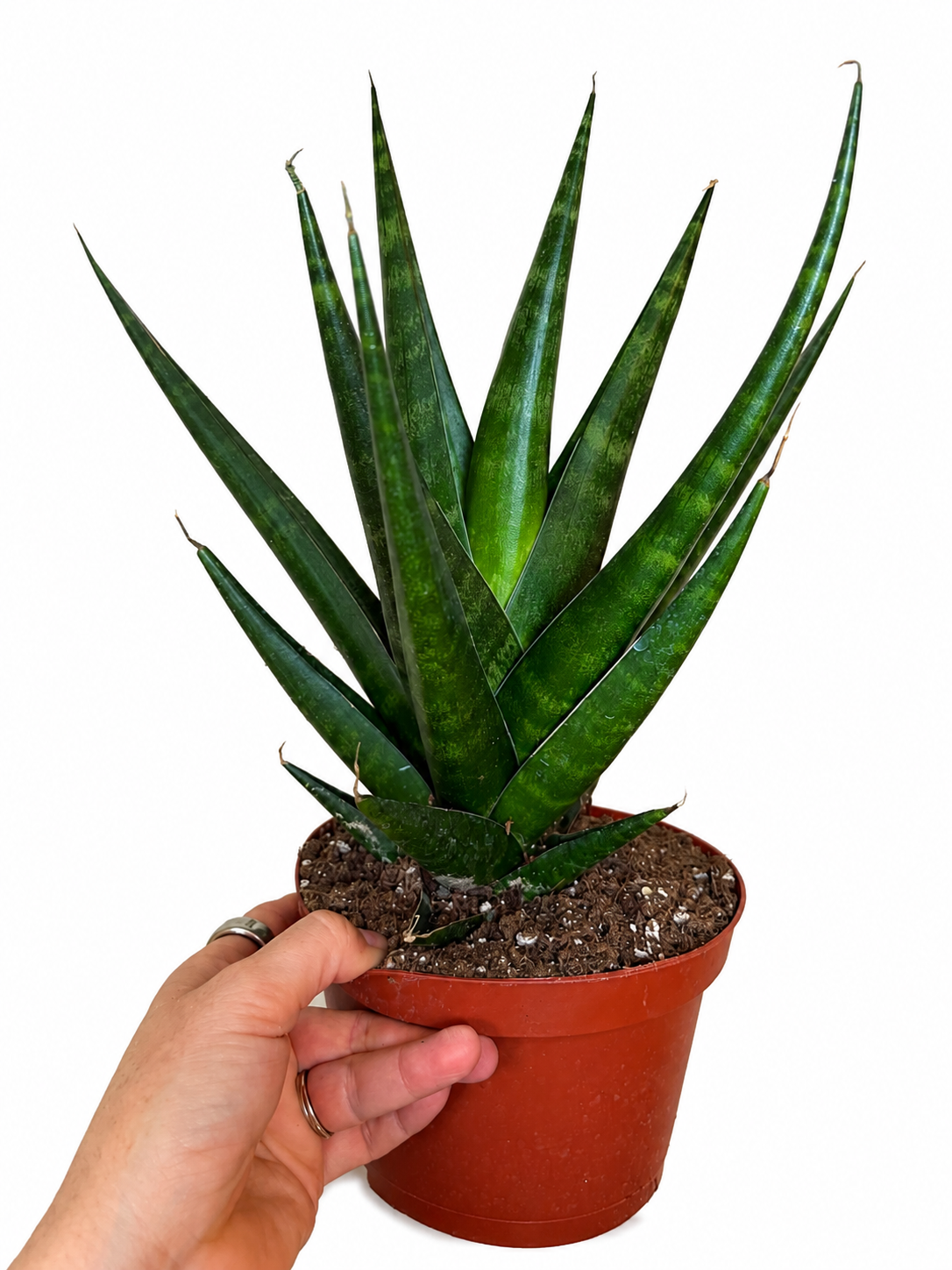 6” Sansevieria Gojo Natural