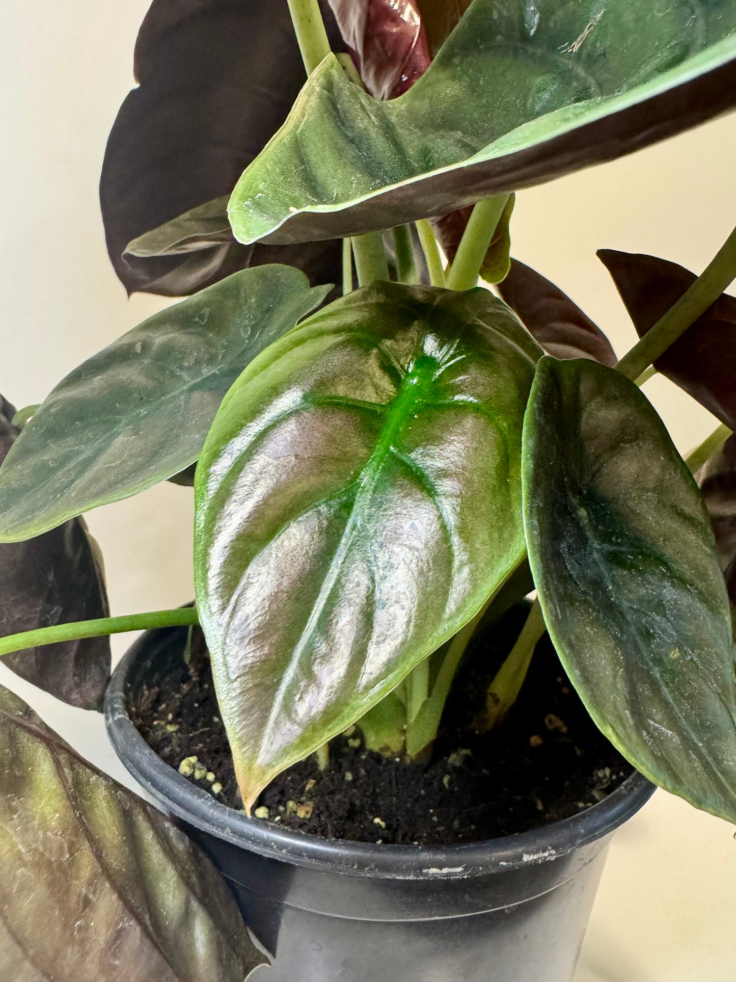 6" Alocasia Cuprea 'Red Secret'