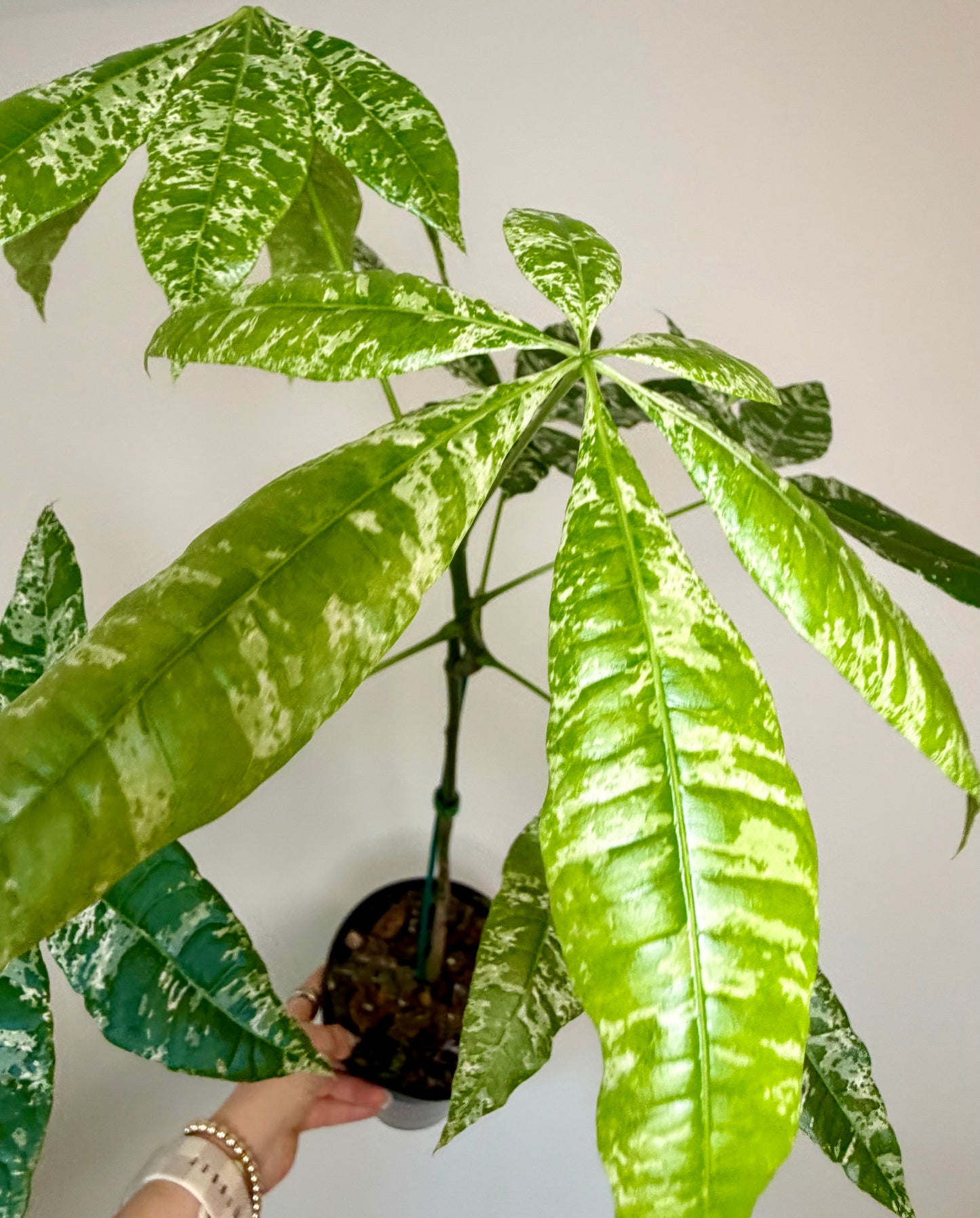 6” Money Tree Variegated