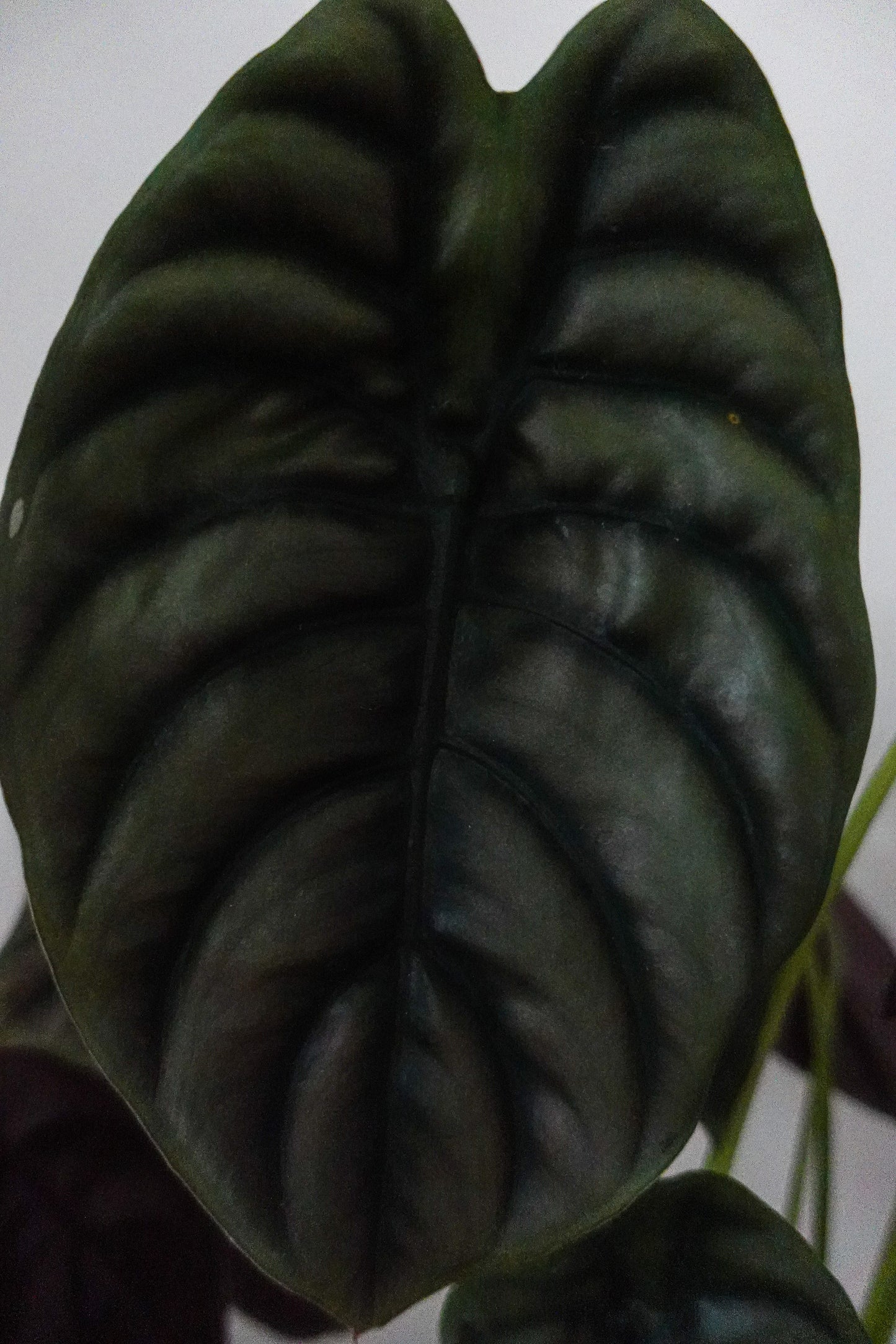 6" Alocasia Cuprea 'Red Secret'
