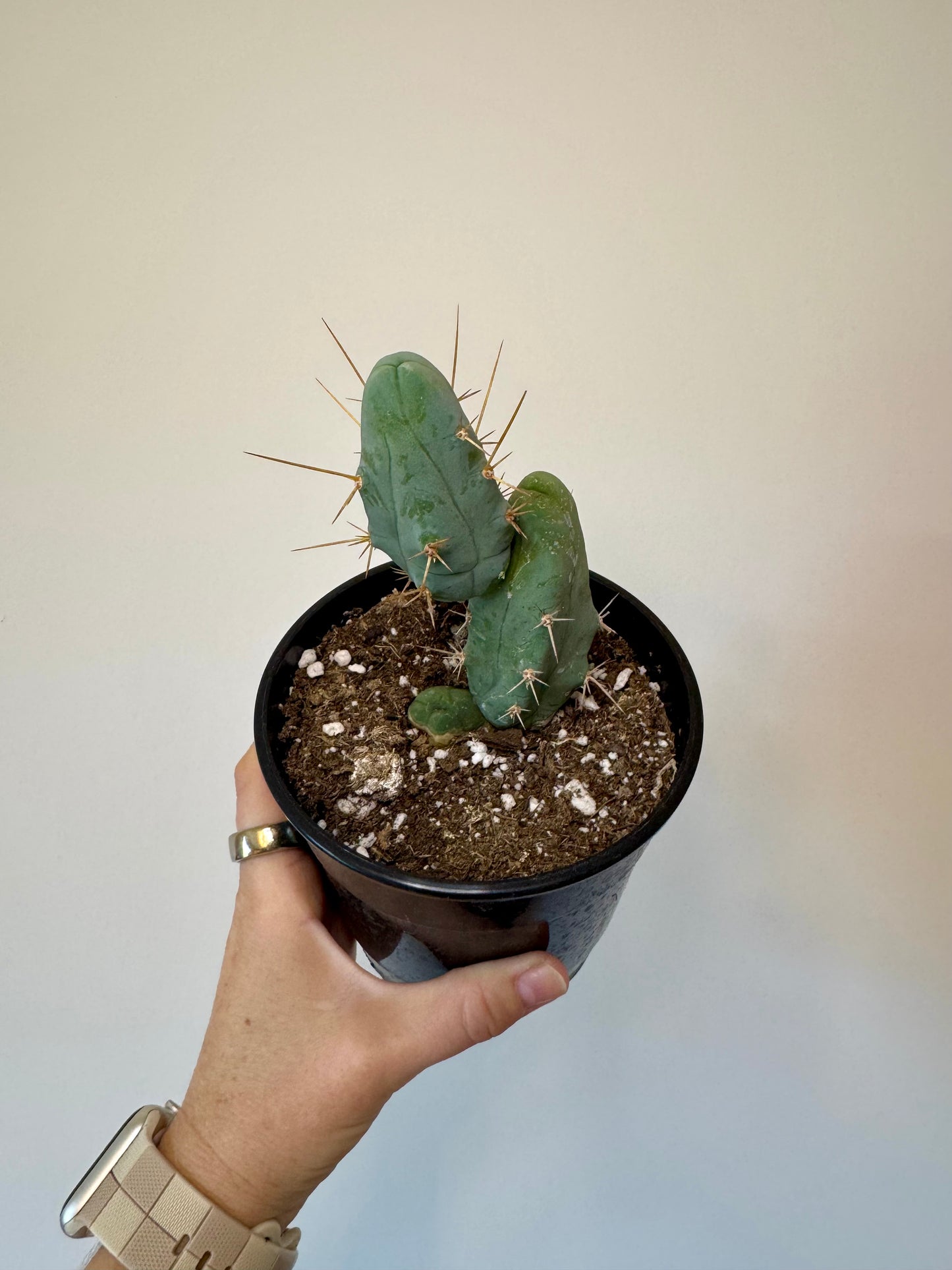 5" Trichocereus bridgesii monstrose ‘Inermis’ | 'PEN15 Cactus'