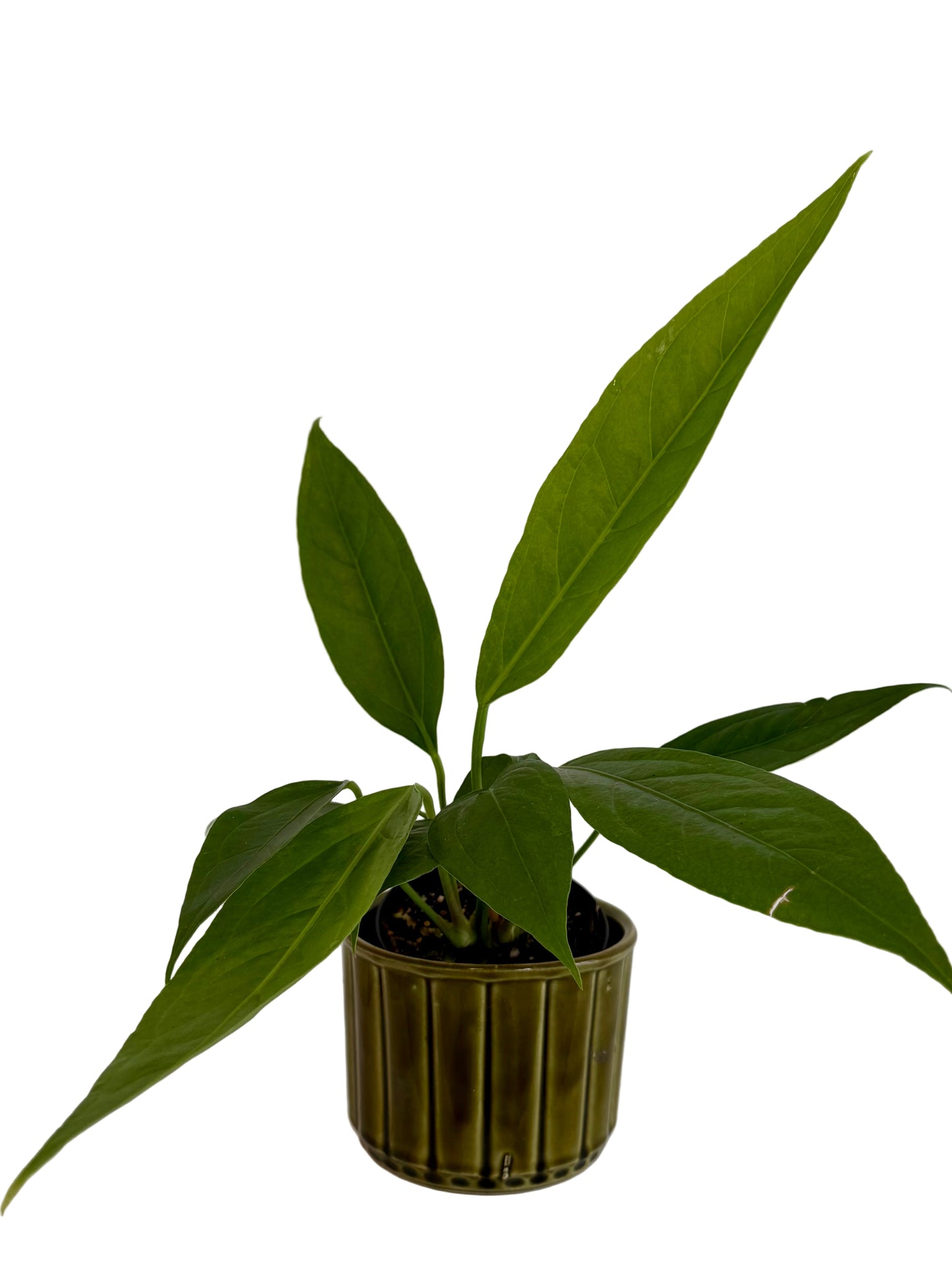 4" Anthurium 'Big Bill'