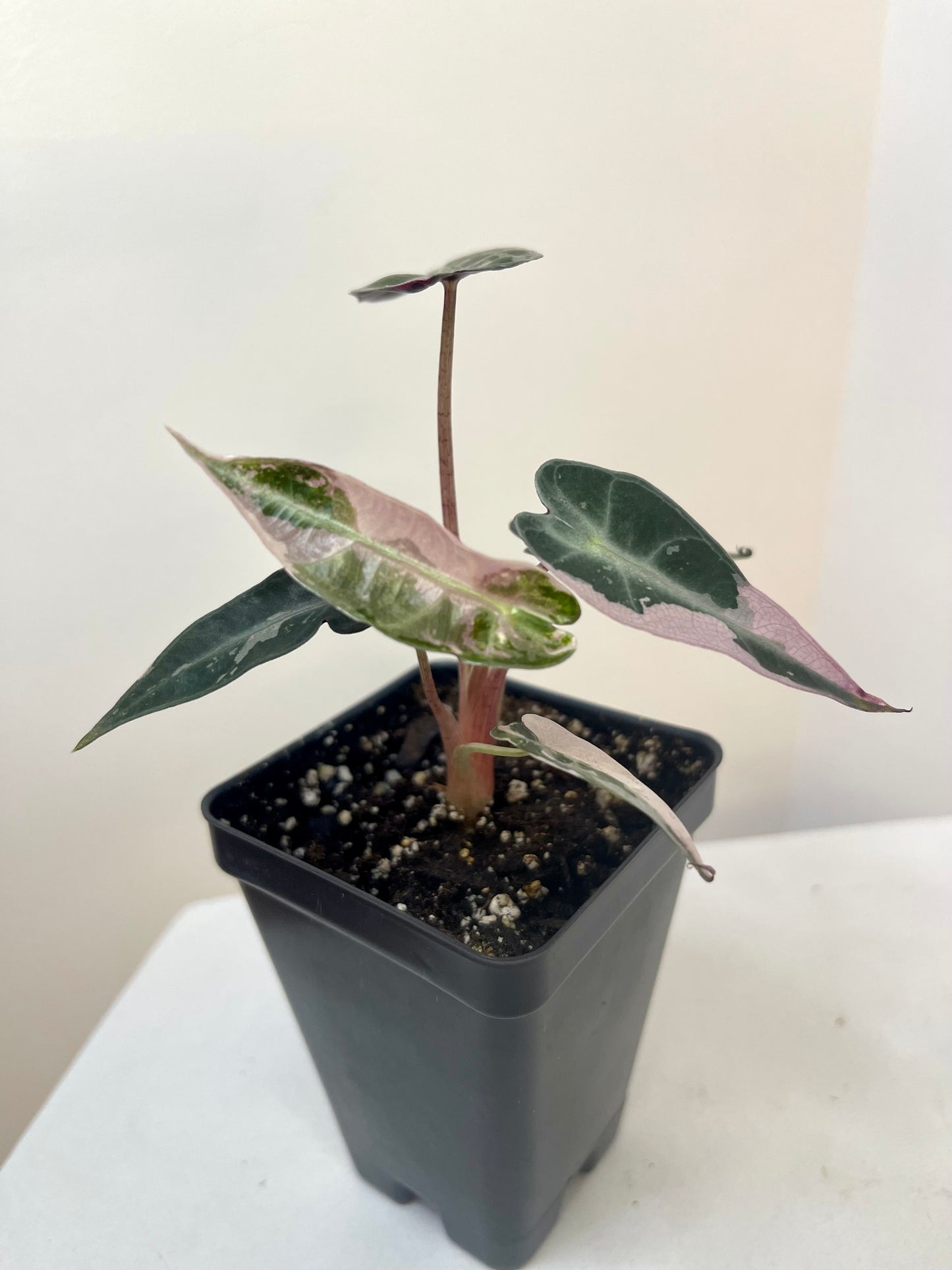 3” Alocasia Bambino Pink Variegated