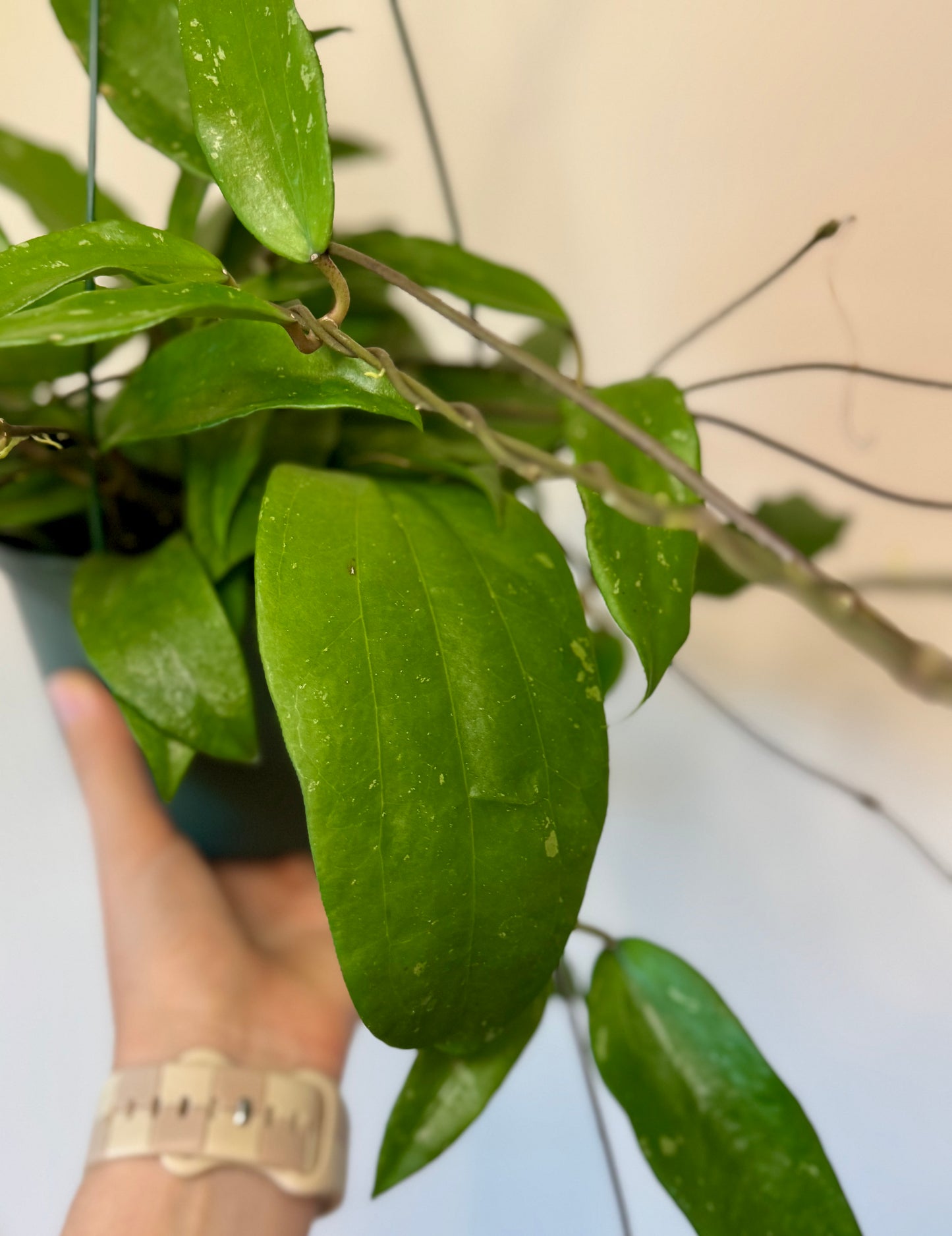 6” Hoya Rigida