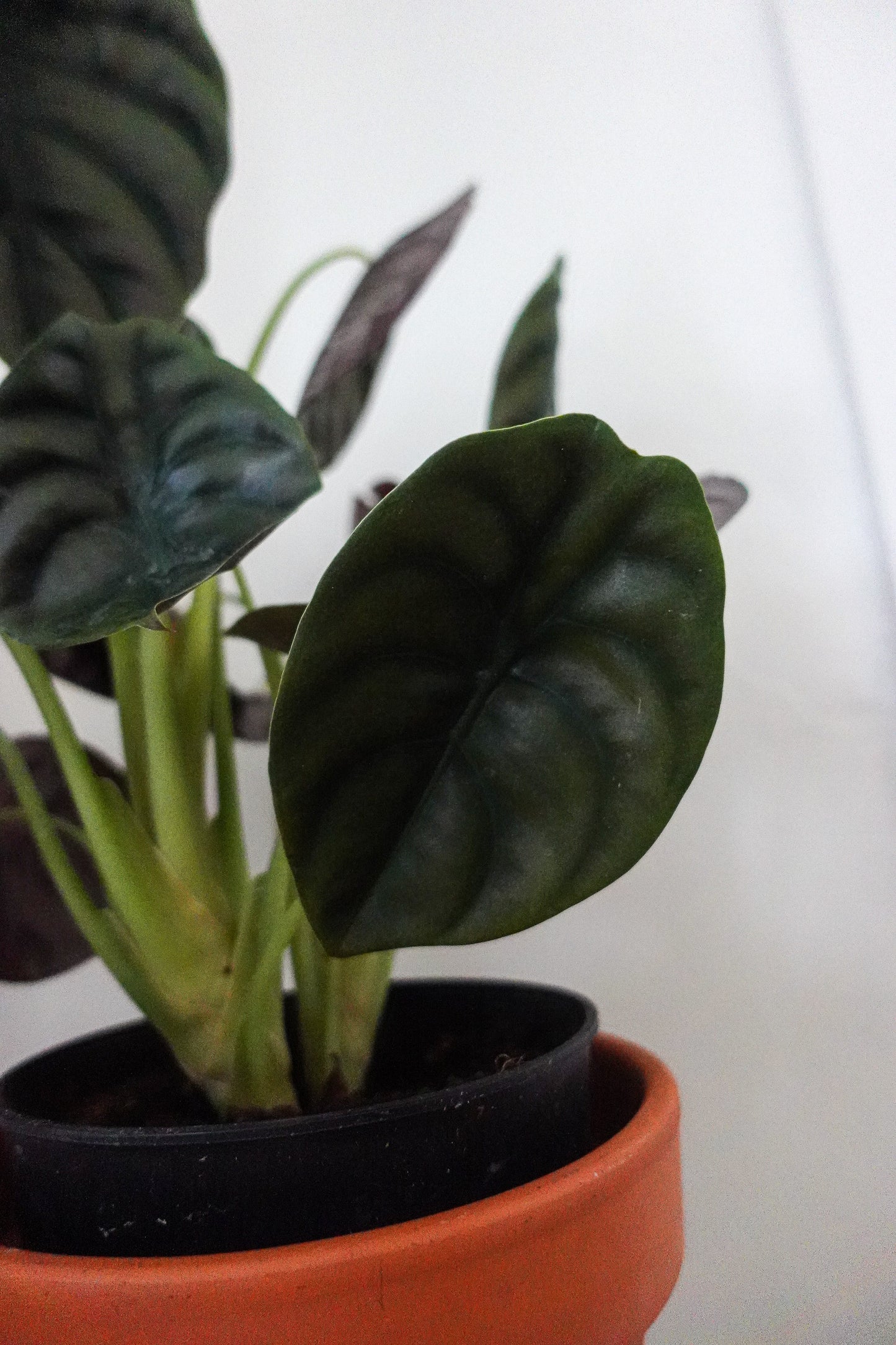 6" Alocasia Cuprea 'Red Secret'