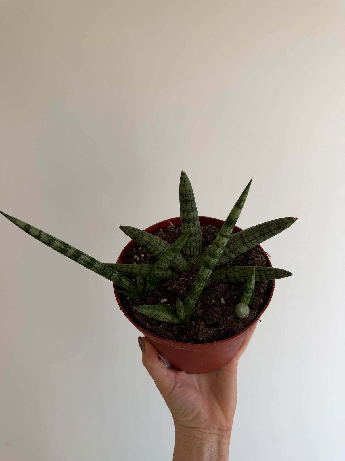 6" Sansevieria Boncel Starfish