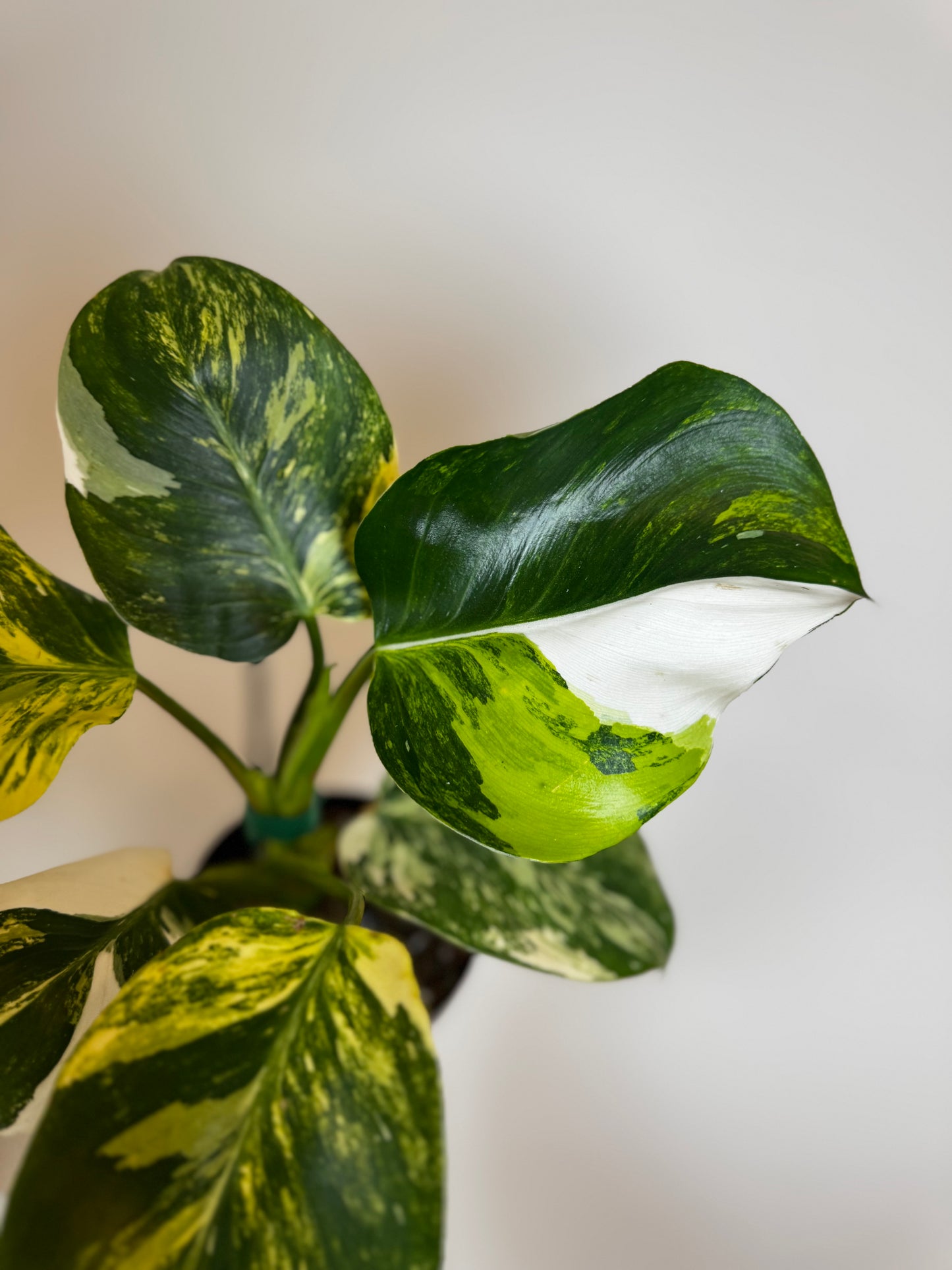 4" Philodendron White Wizard Tricolor
