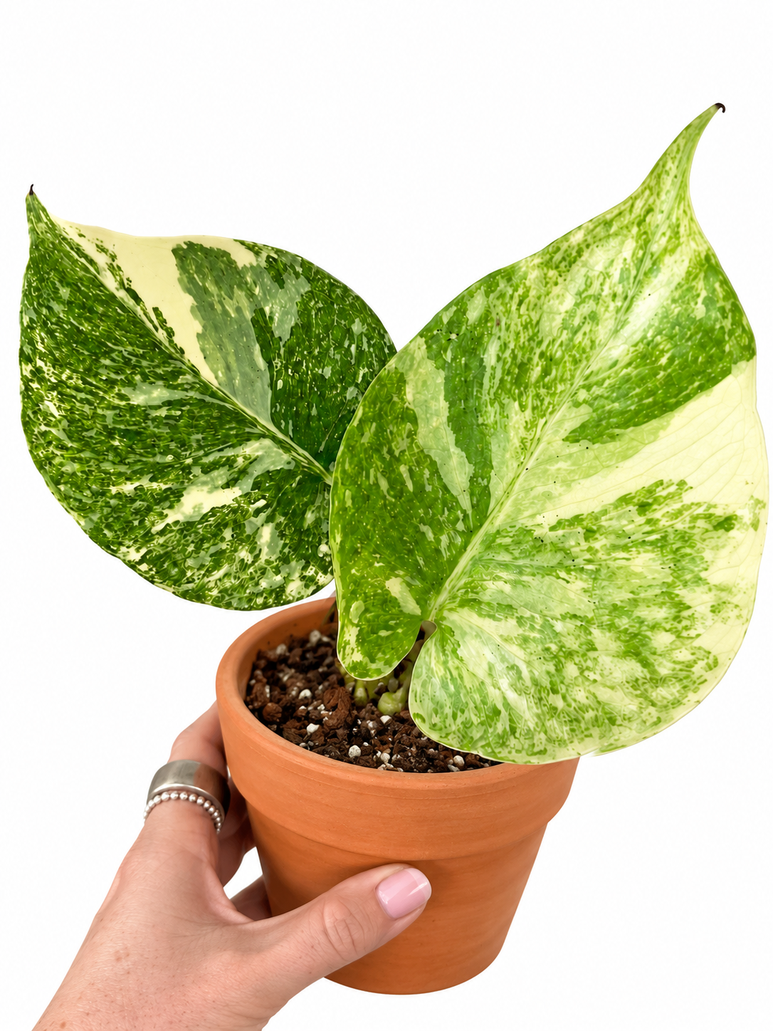 4” Monstera Legacy