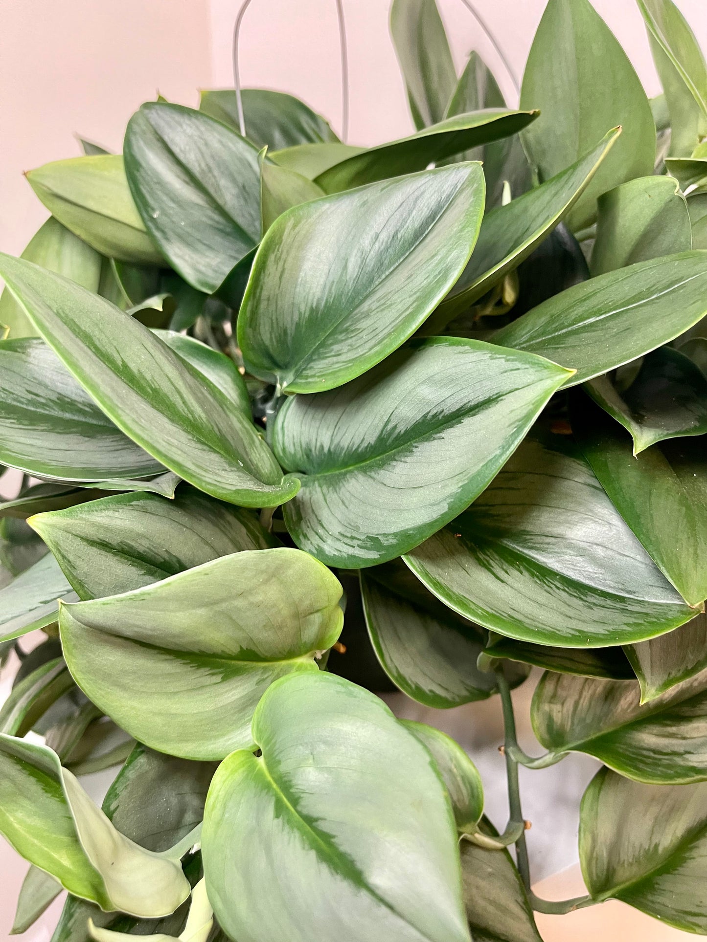 6" Scindapsus Treubii 'Moonlight'