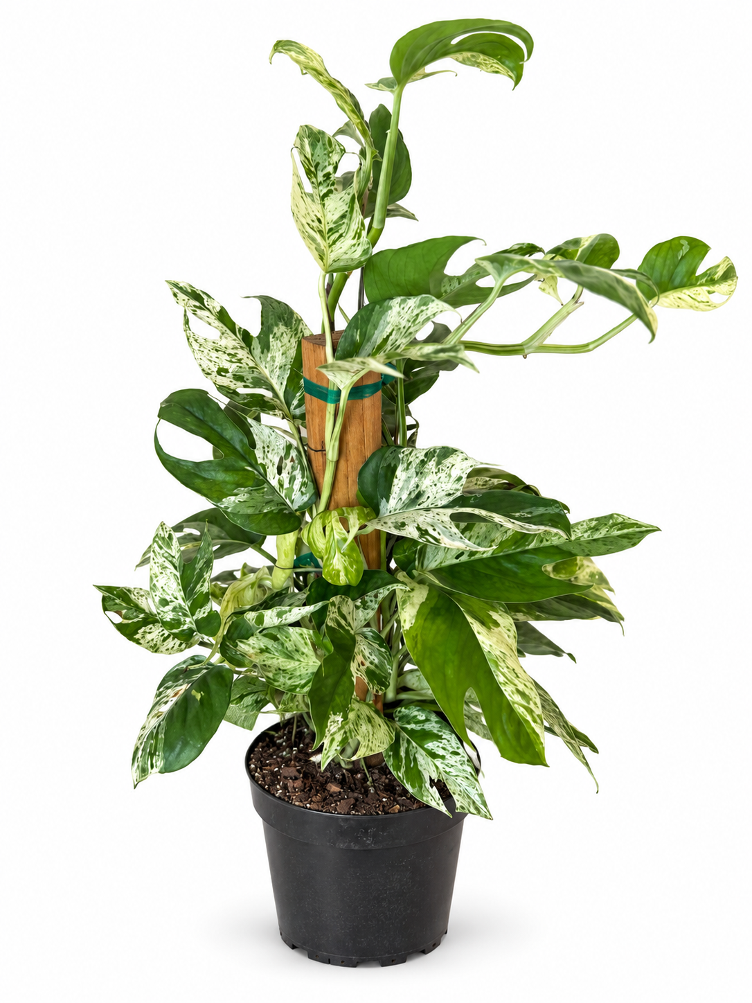 6” Epipremnum Pinnatum Marble Flame (on Totem)