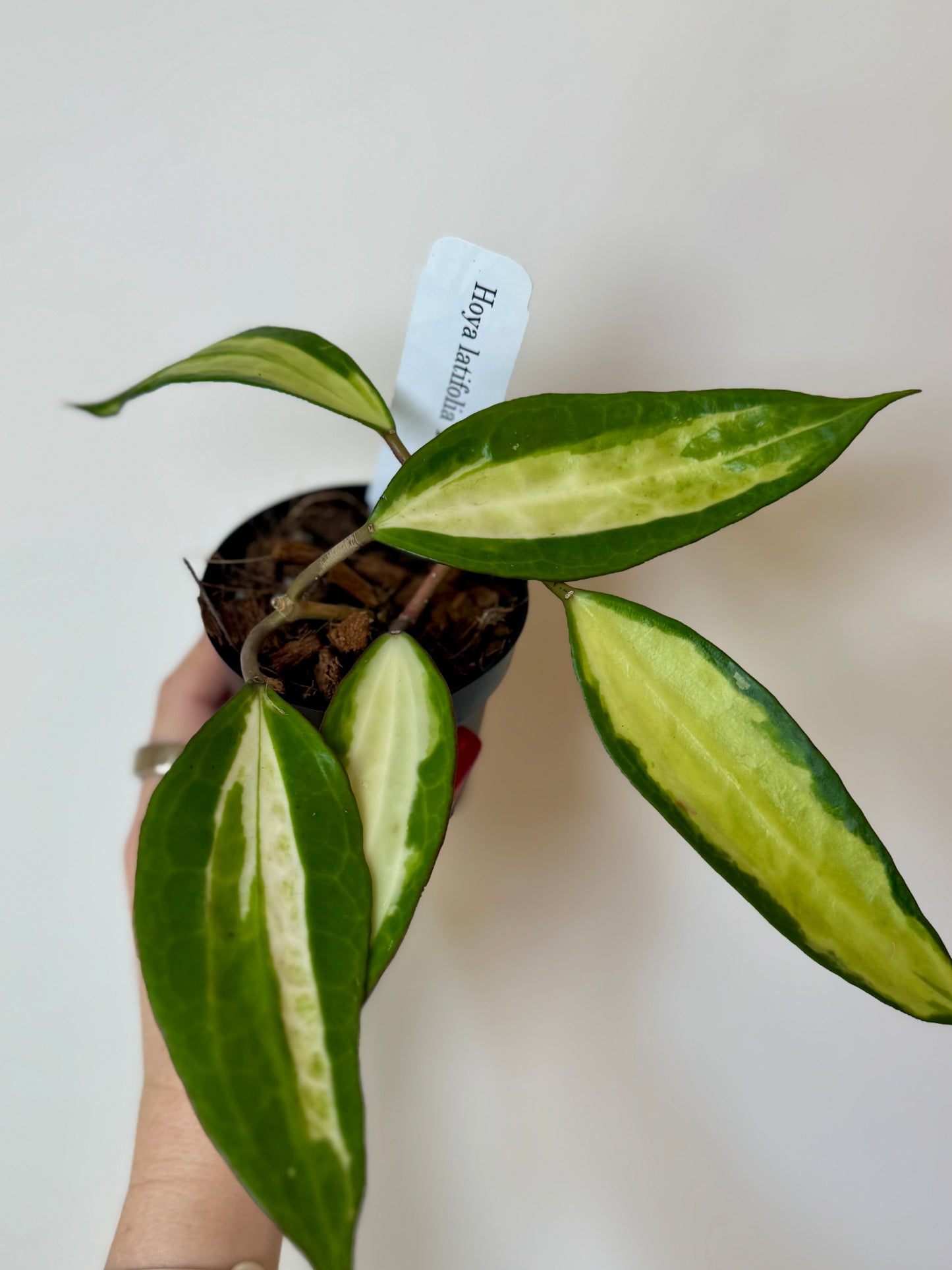 4" Hoya Macrophylla Reverse Variegated ‘Pot of Gold’