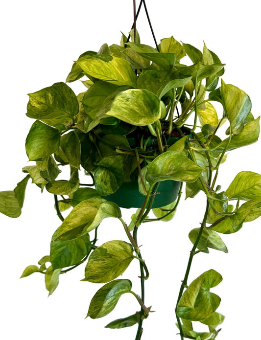 8" Guacamole Pothos HB 🌿 (Exclusive Launch!)