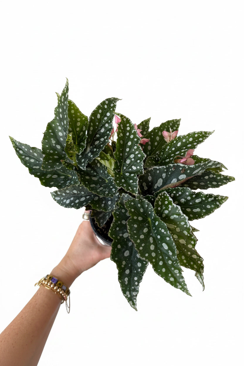 4.5” Begonia Spotlight Green