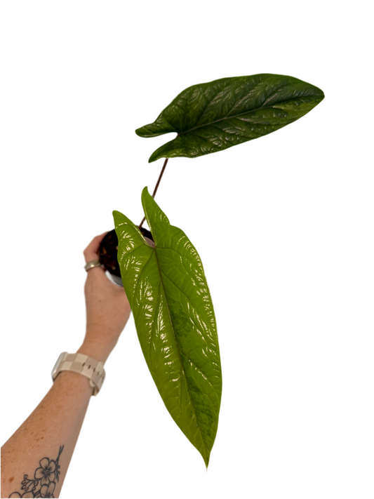 3” Alocasia scalprum ‘Aurea’