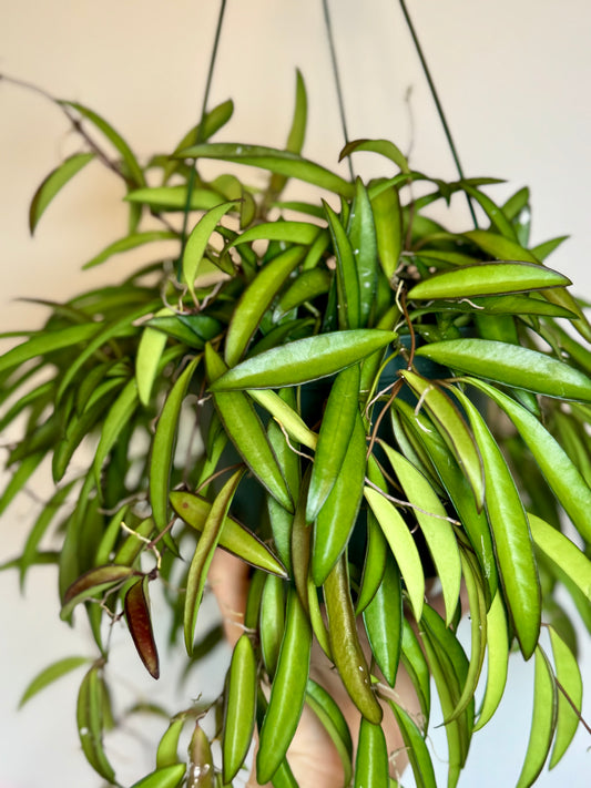 6” Hoya Wayetti; pet safe indoor houseplant