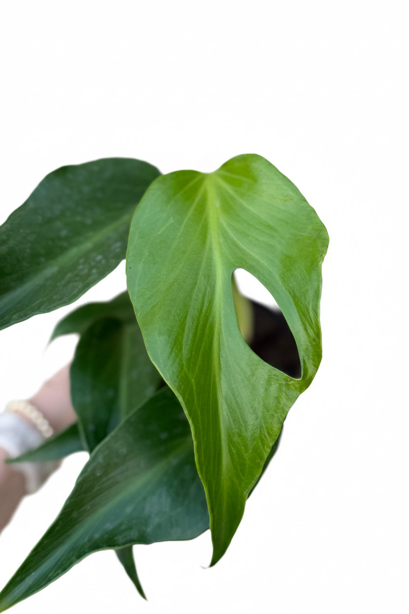 6” Monstera Burle Marx Flame