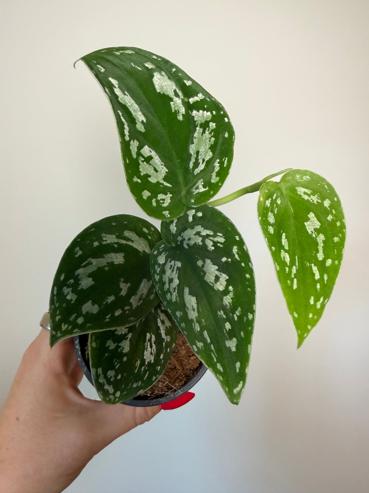 3” Scindapsus Tricolor