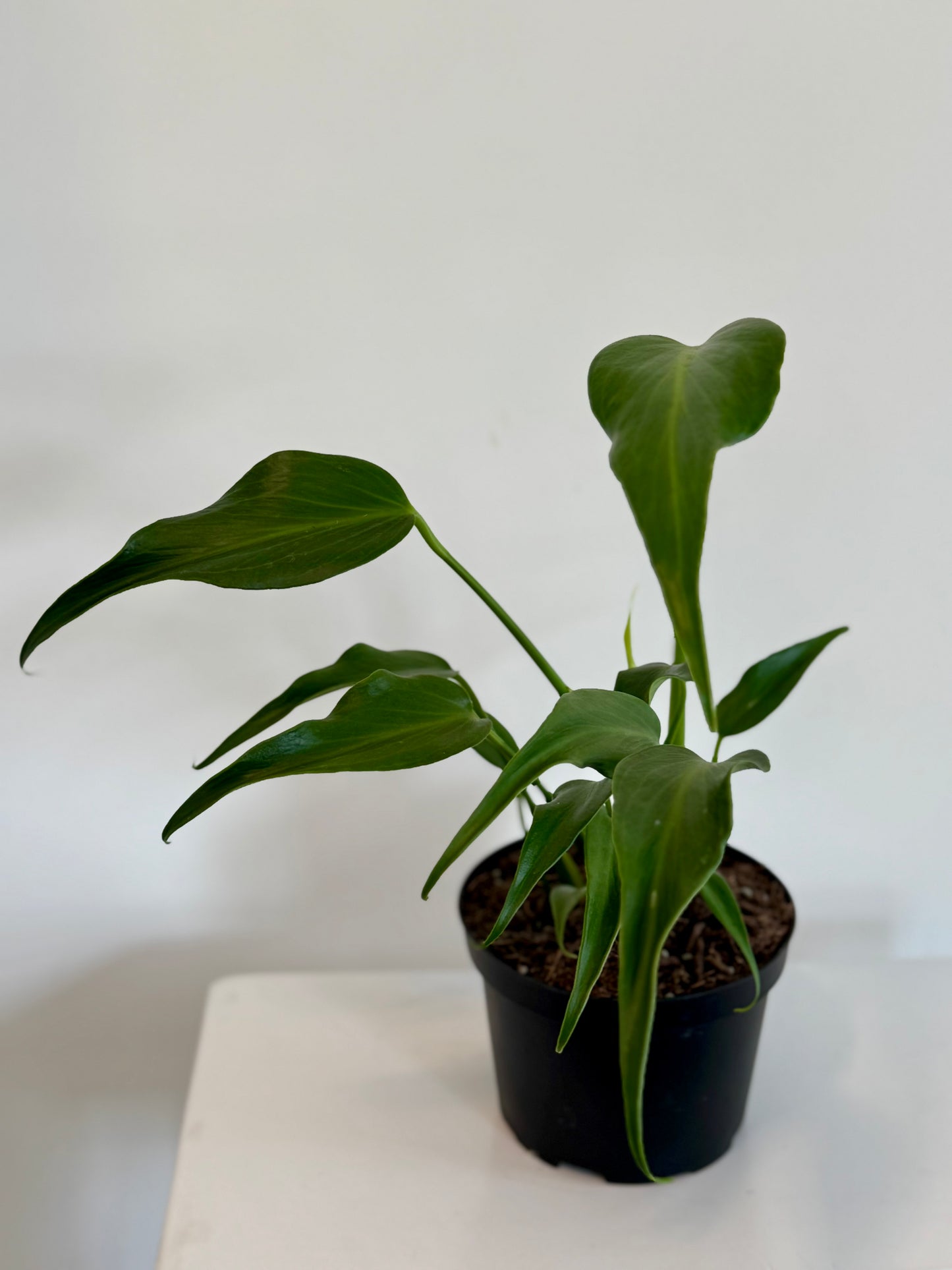 6" Monstera Burle Marx Flame