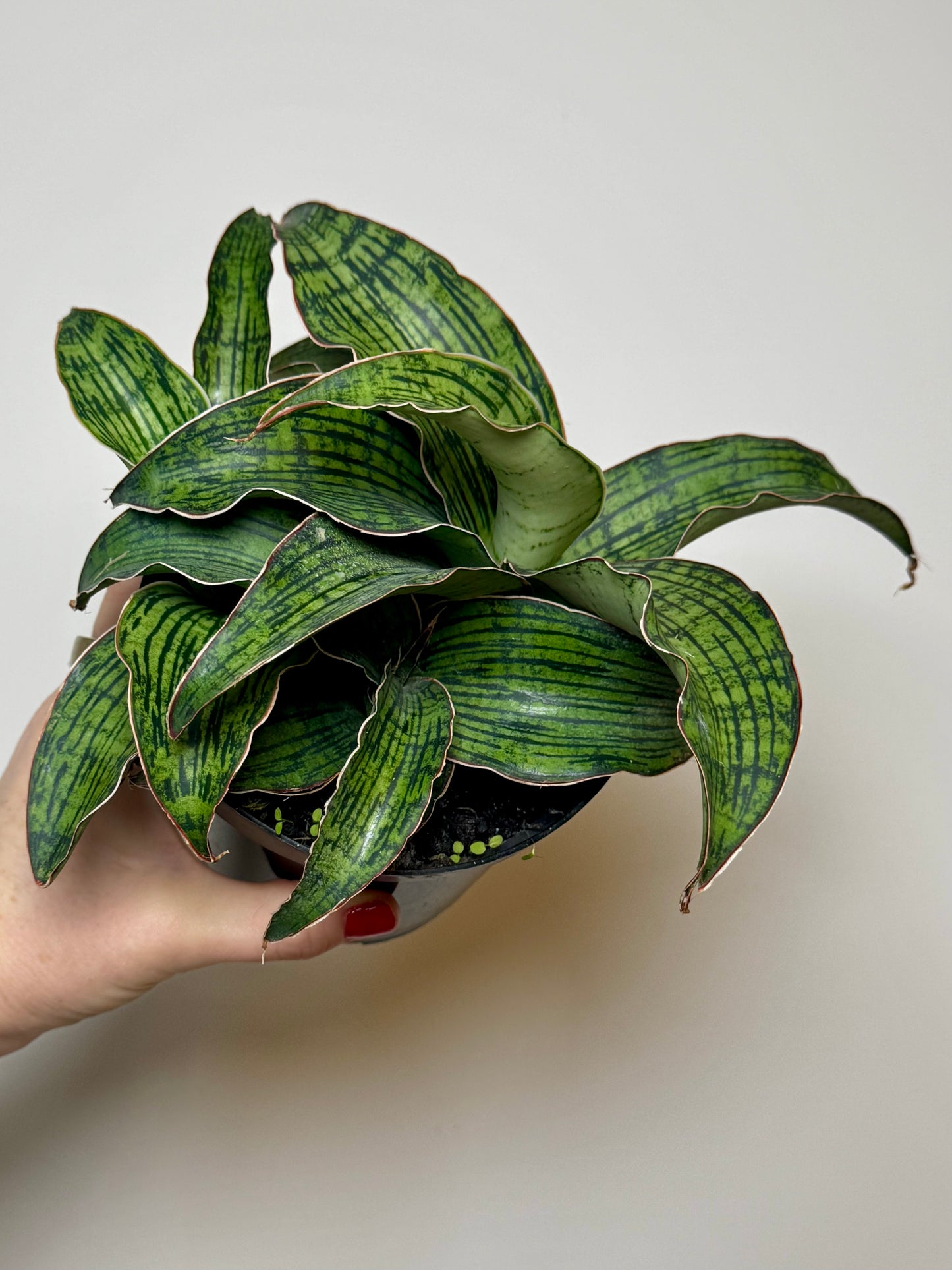 4” Sansevieria Cleopatra