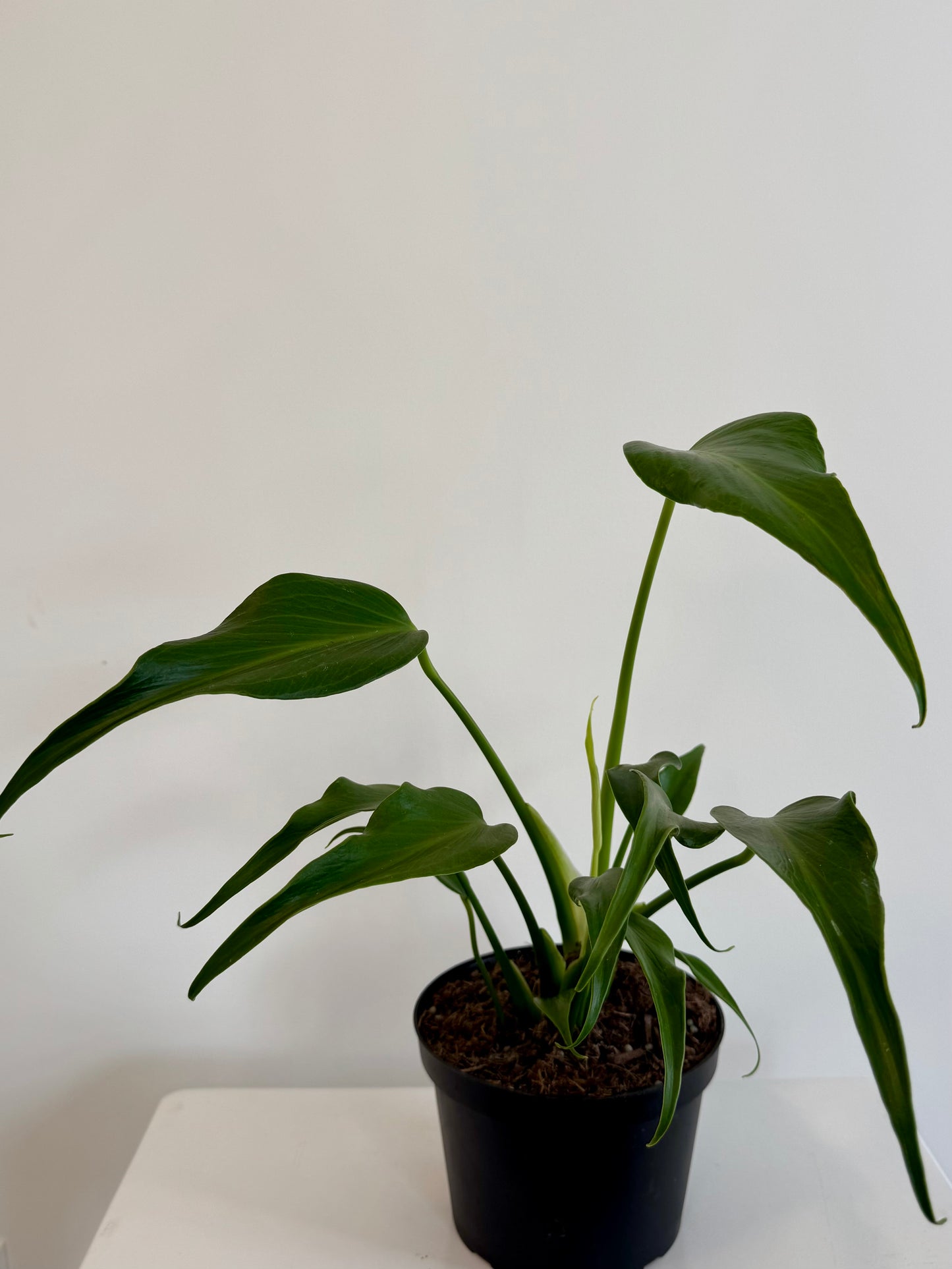 6" Monstera Burle Marx Flame