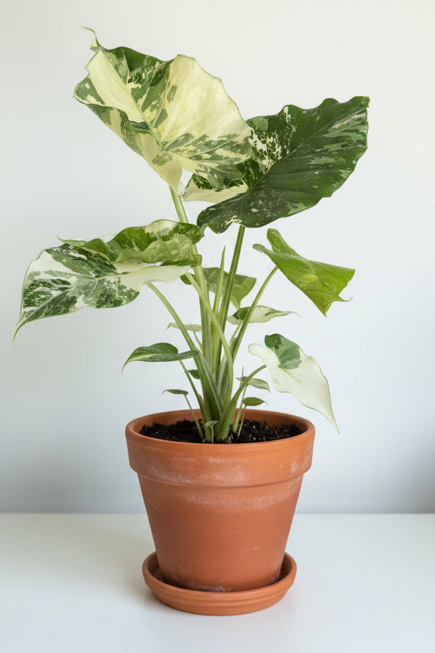 6” Alocasia Gageana Variegated