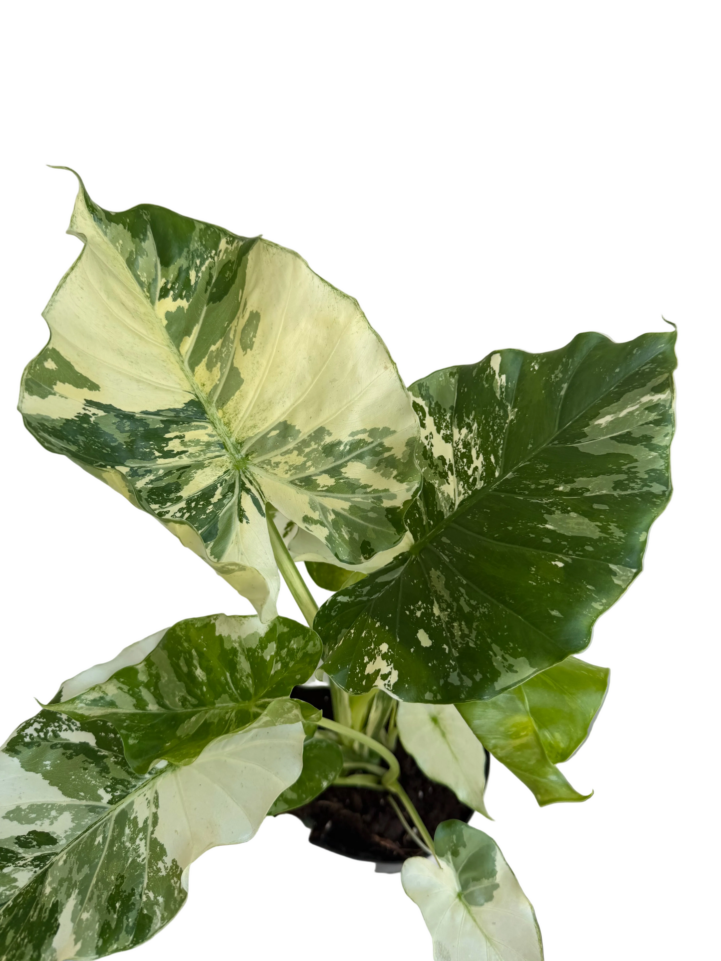6” Alocasia Gageana Variegated
