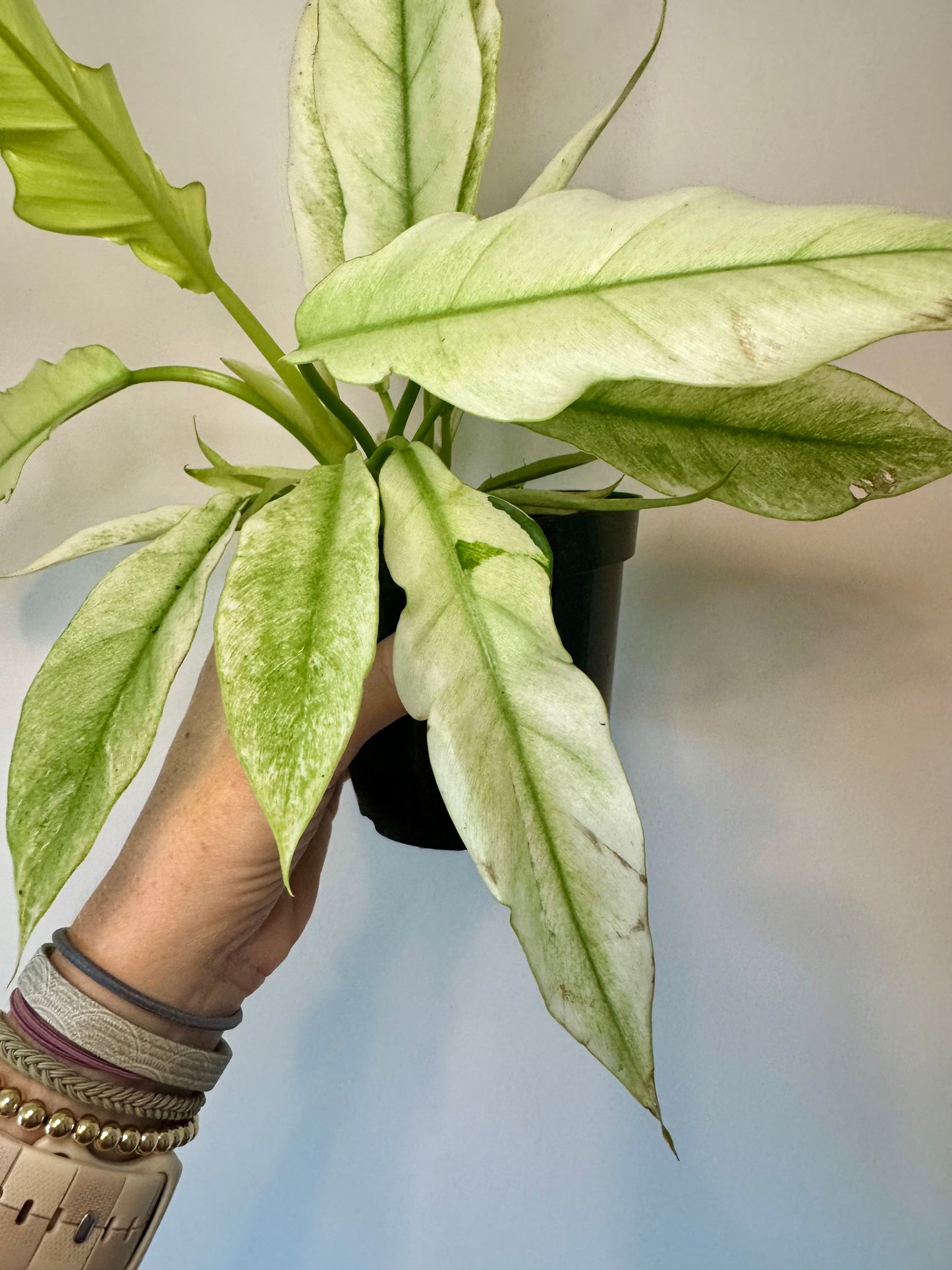 4” Philodendron 'Pluto' Mint Variegated