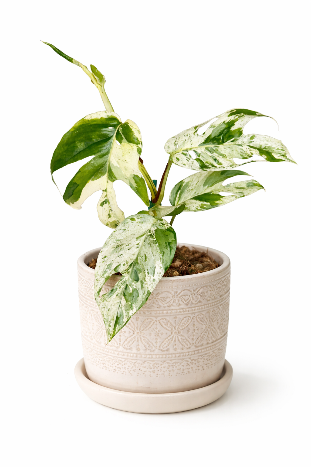 4” Epipremnum Pinnatum Marble