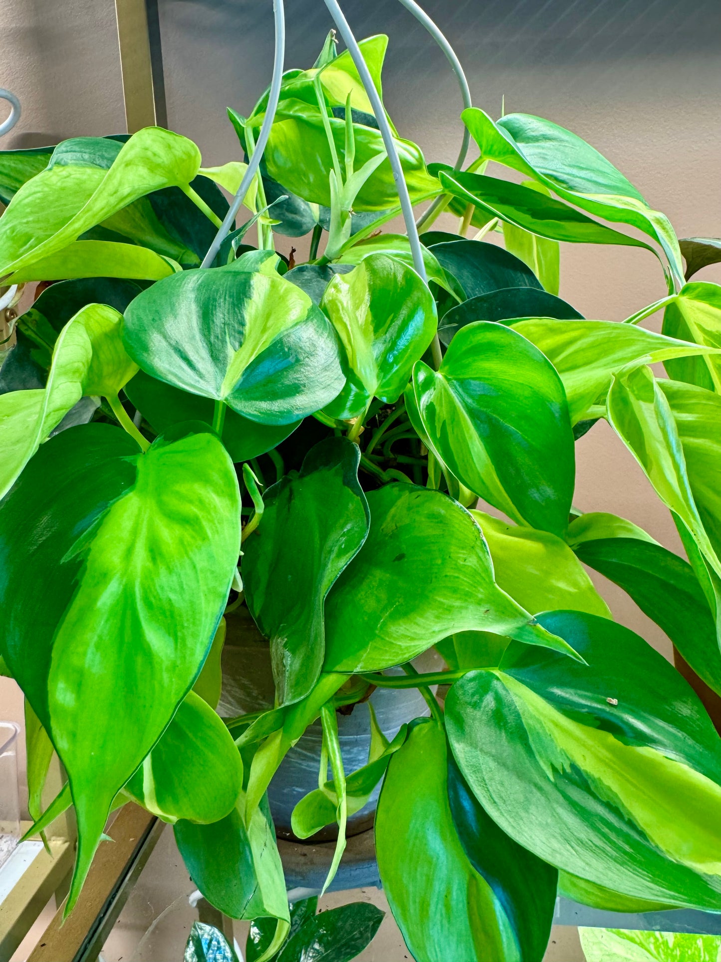 6” Philodendron Brazil