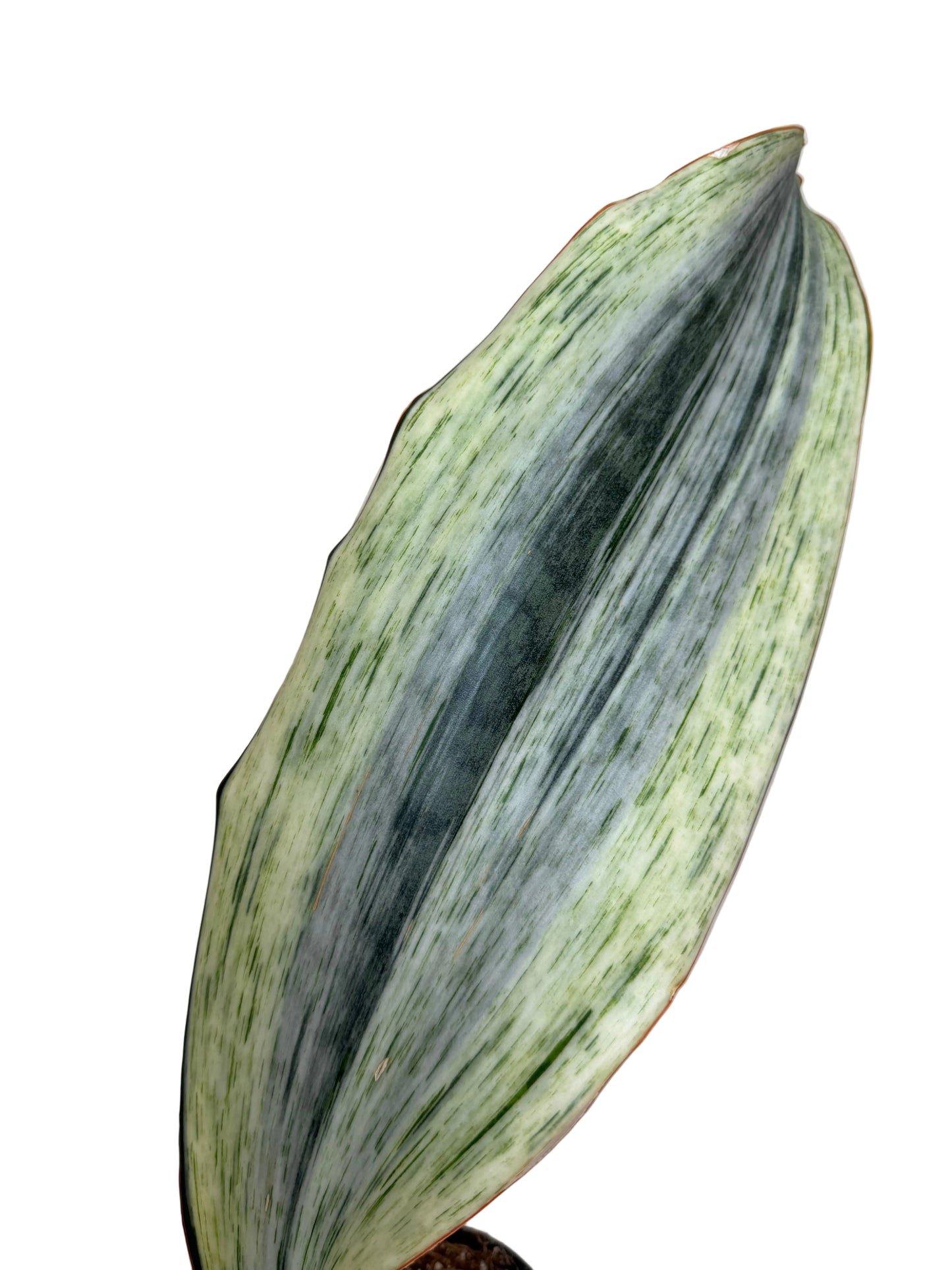 6” Sansevieria 'Whale Fin' Variegated (White) - High Color