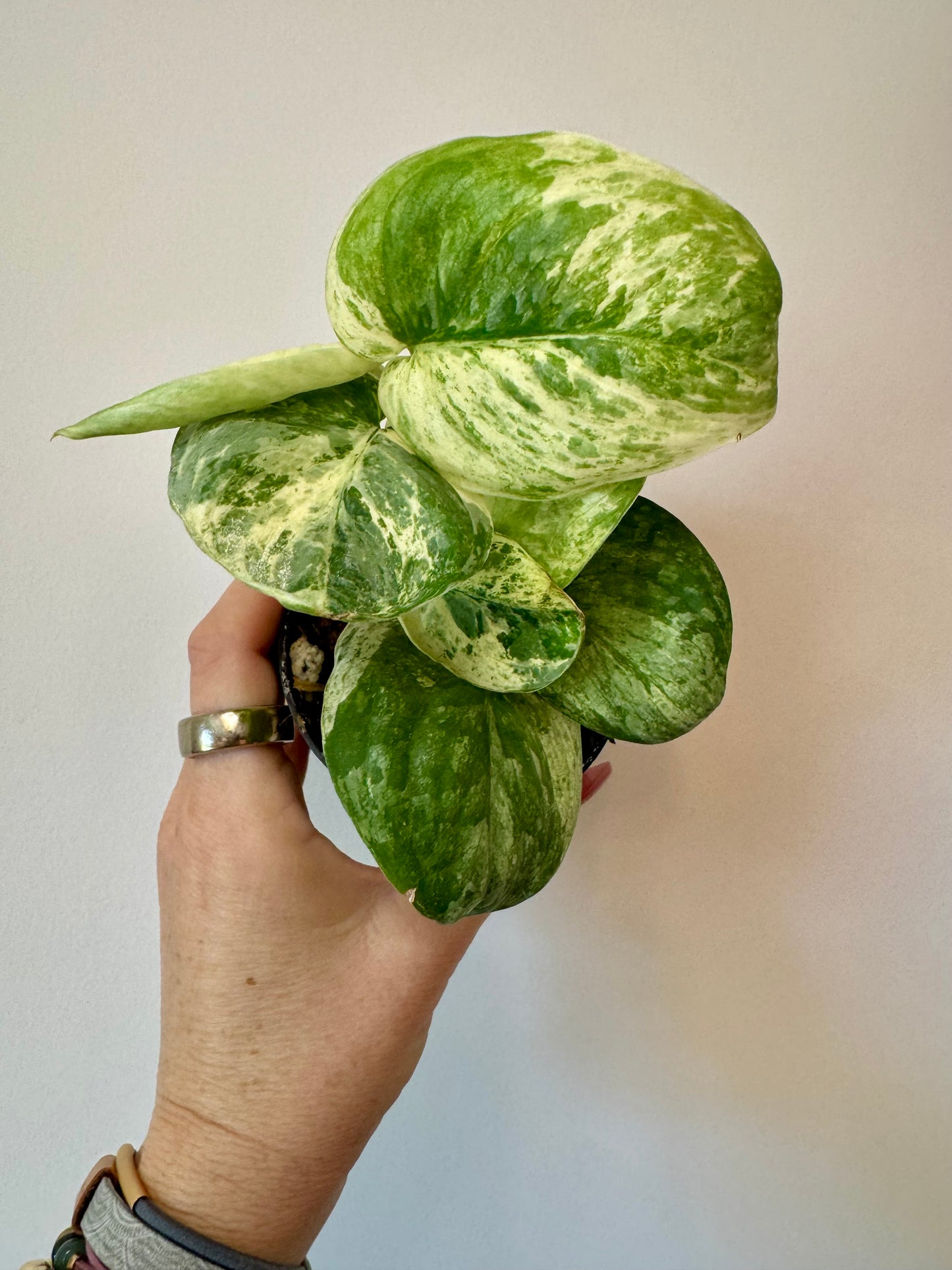 3” Scindapsus Halimoon