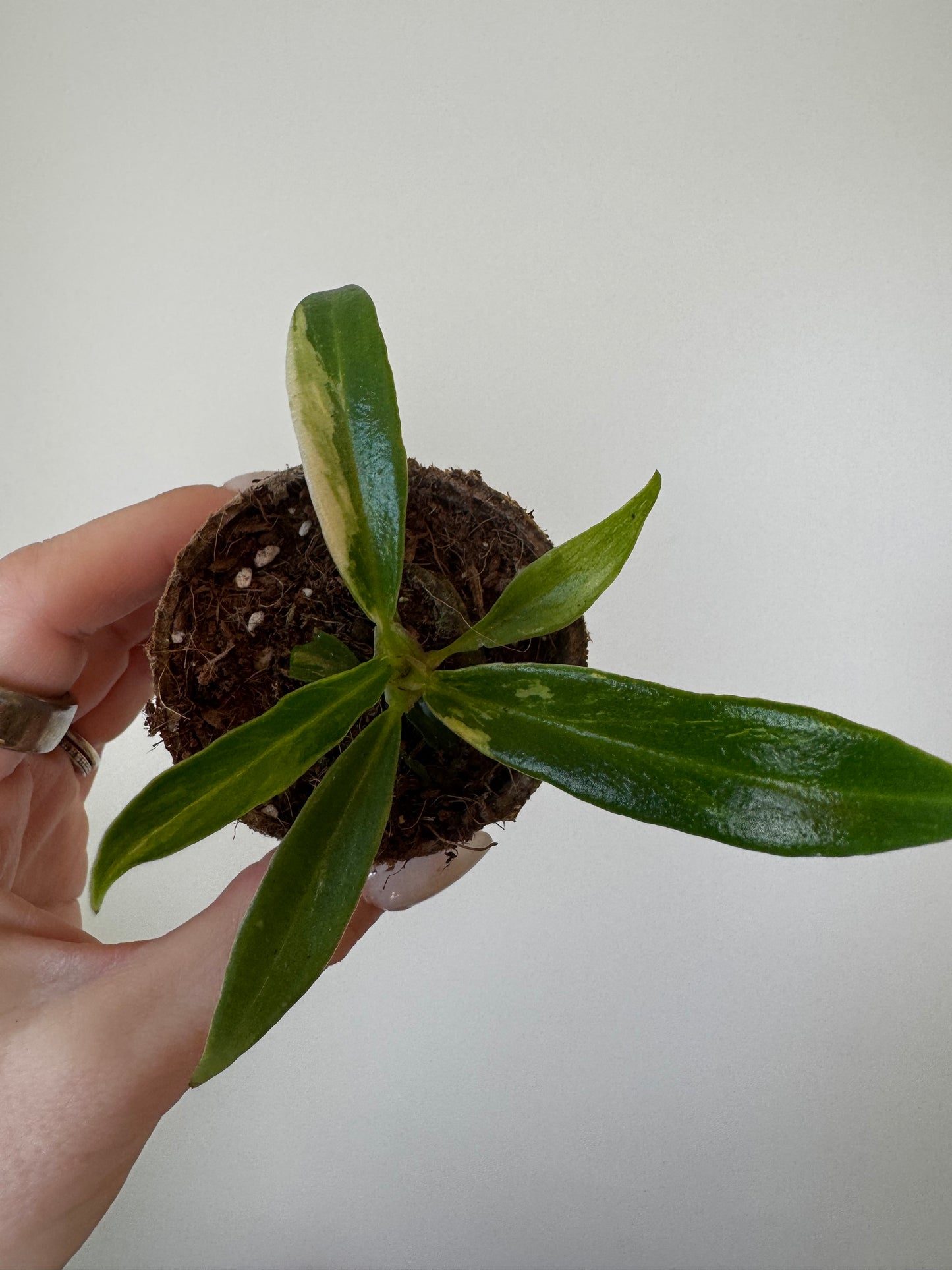 Variegated Philodendron Tortum – 2” Plug (Rare)